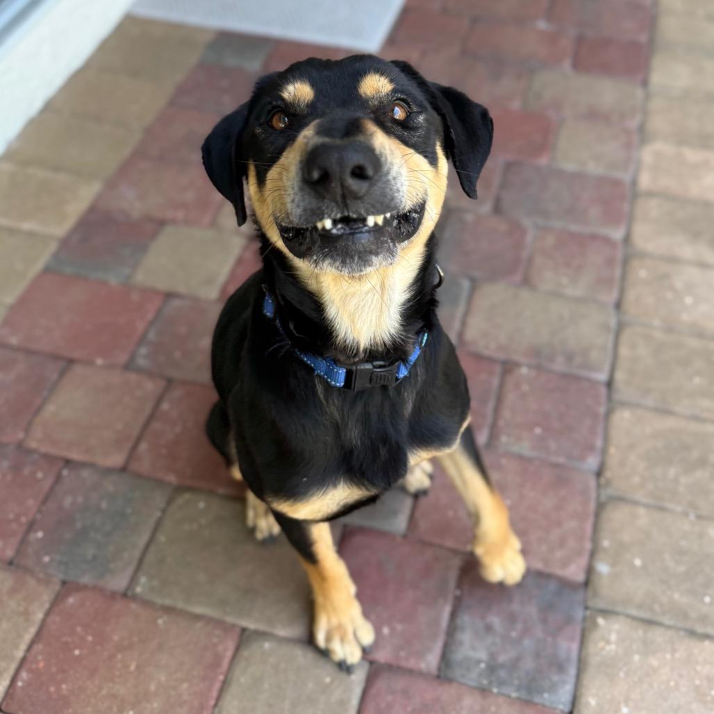 Enlarge King, a Adoptable Mixed Breed in Naples, FL image 5/6