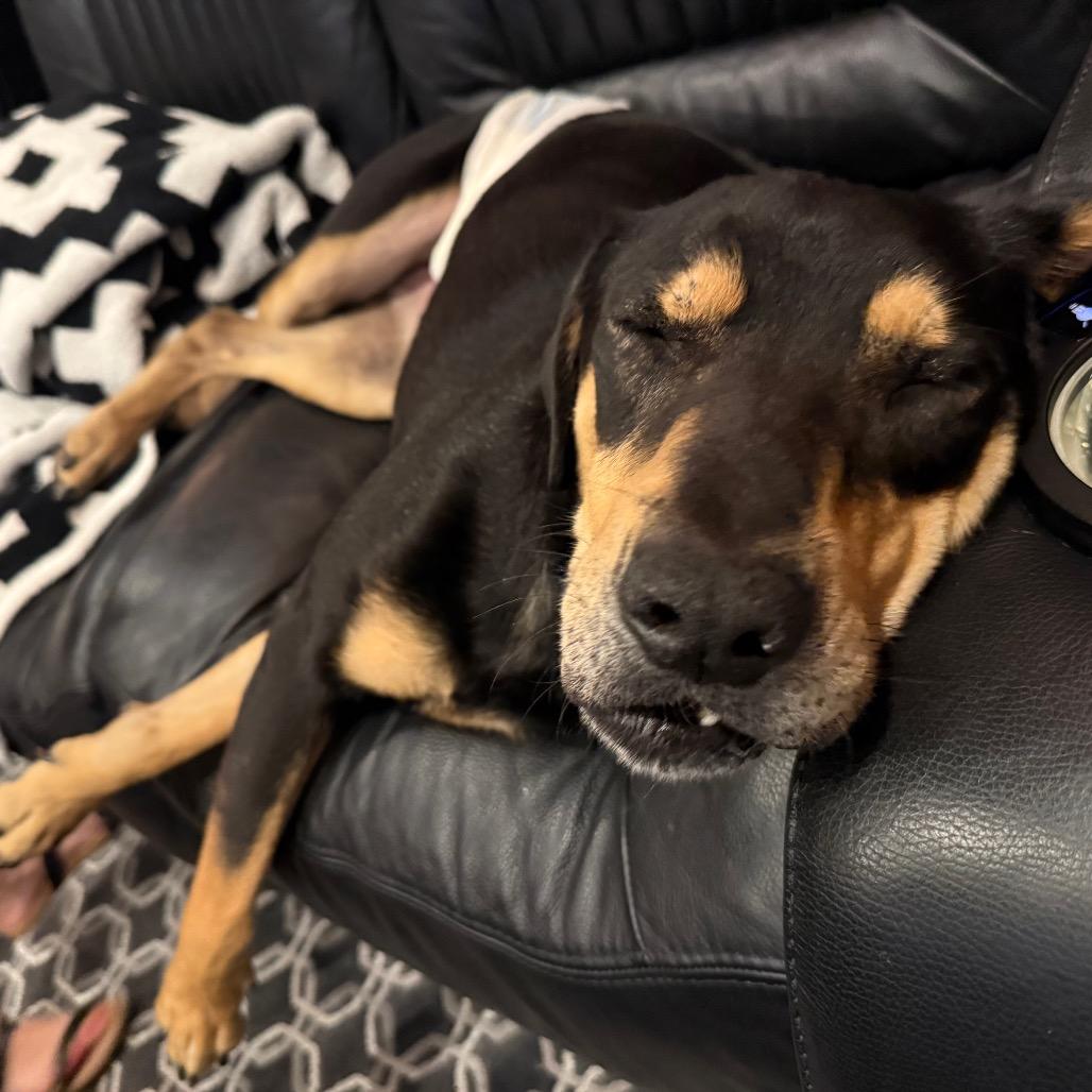 Enlarge King, a Adoptable Mixed Breed in Naples, FL image 6/6