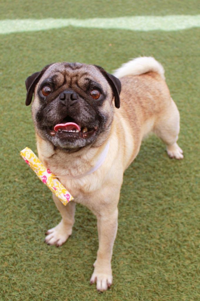 Flapjack, Adoptable, Adult Male Pug.