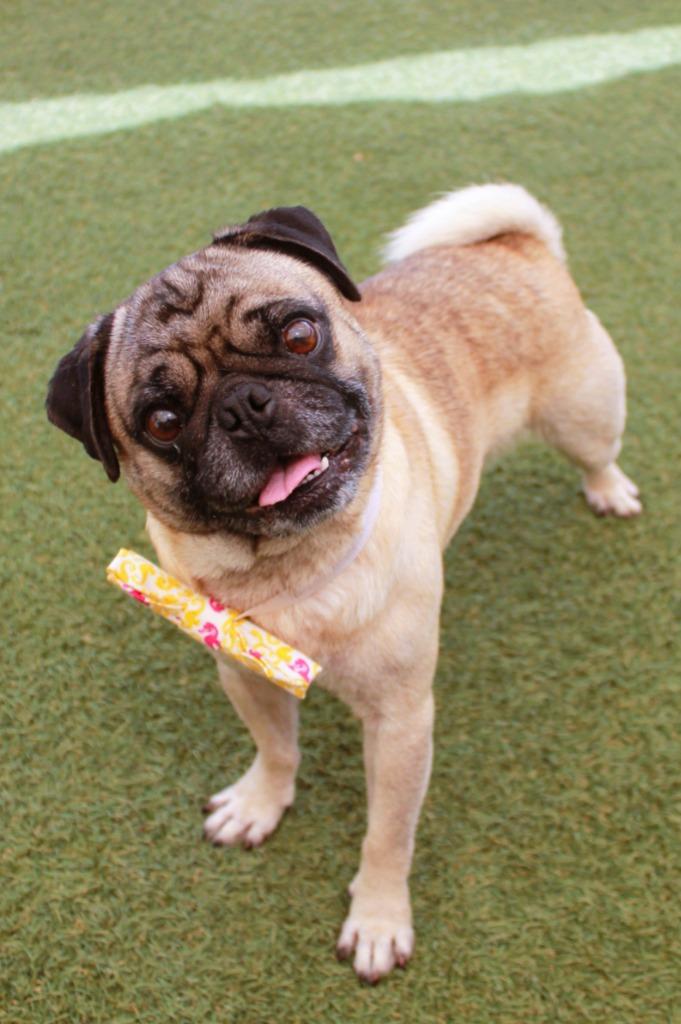 Enlarge Flapjack, a Adoptable Pug in Gardena, CA image 2/6