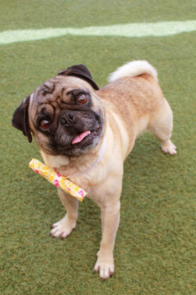 Enlarge Flapjack, a Adoptable Pug in Gardena, CA image 3/6