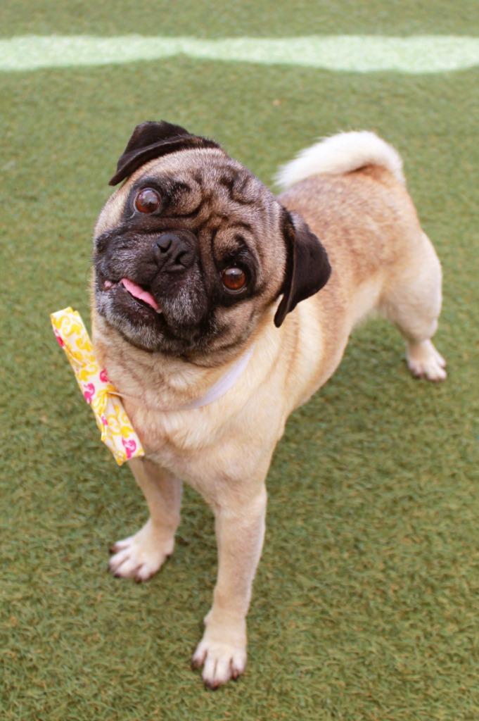 Enlarge Flapjack, a Adoptable Pug in Gardena, CA image 4/6