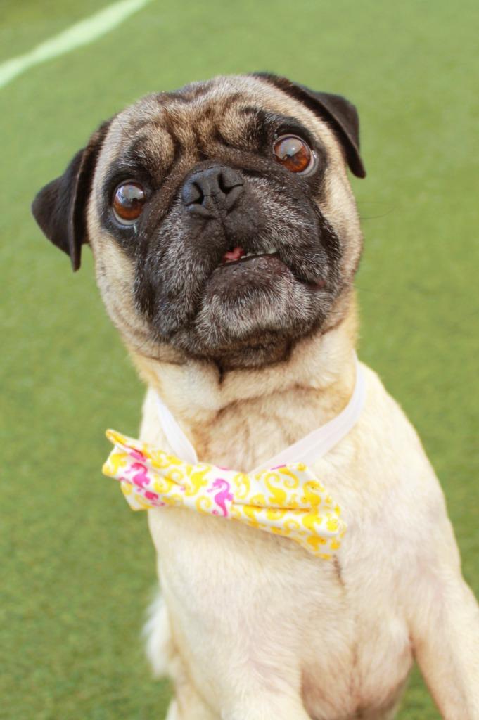 Enlarge Flapjack, a Adoptable Pug in Gardena, CA image 5/6