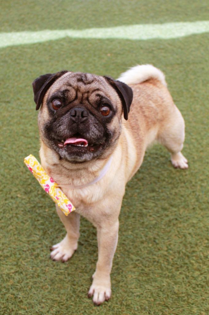 Enlarge Flapjack, a Adoptable Pug in Gardena, CA image 6/6