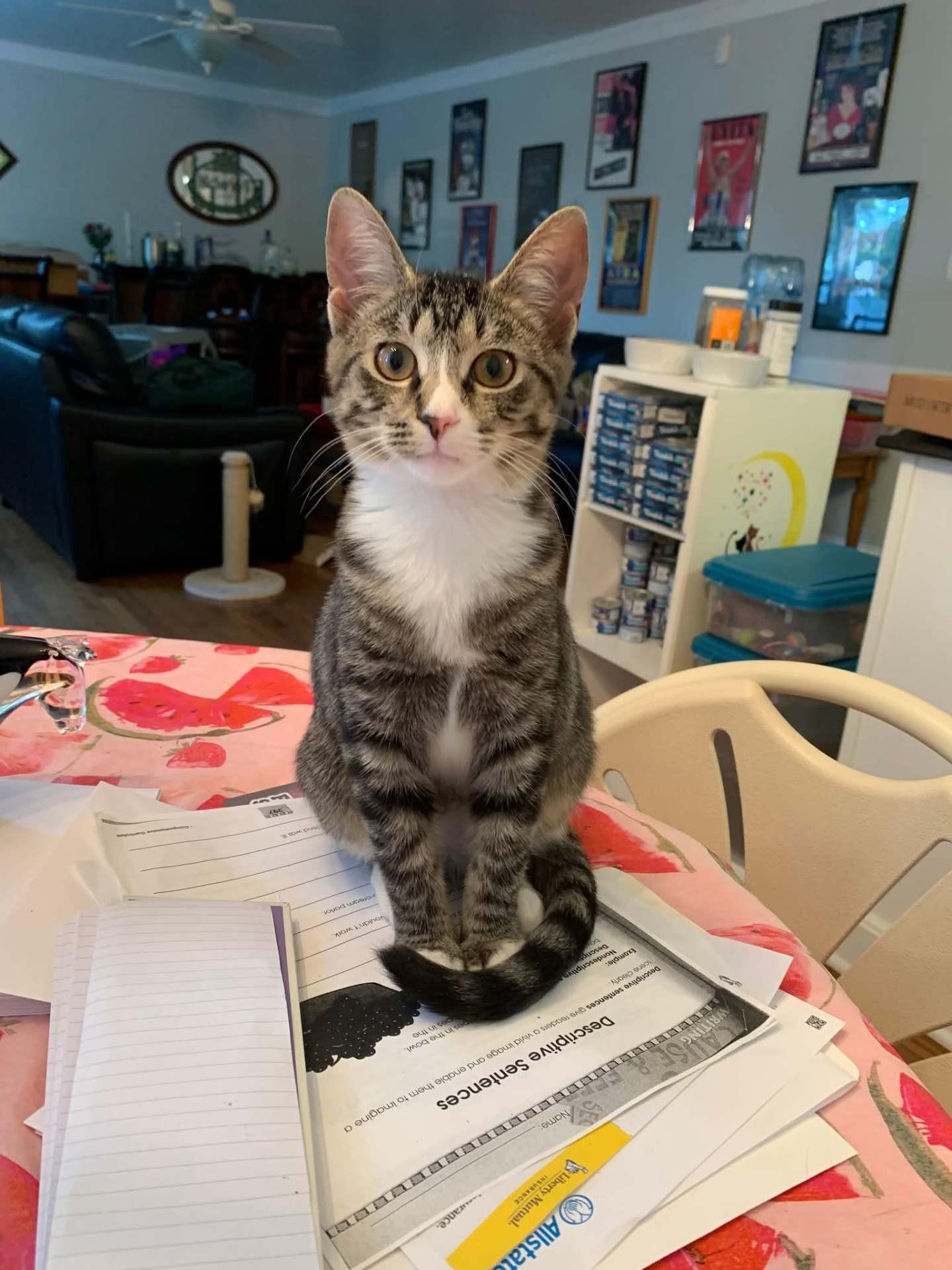 Enlarge Sage, a Adoptable Domestic Short Hair in Great Mills, MD image 1/1