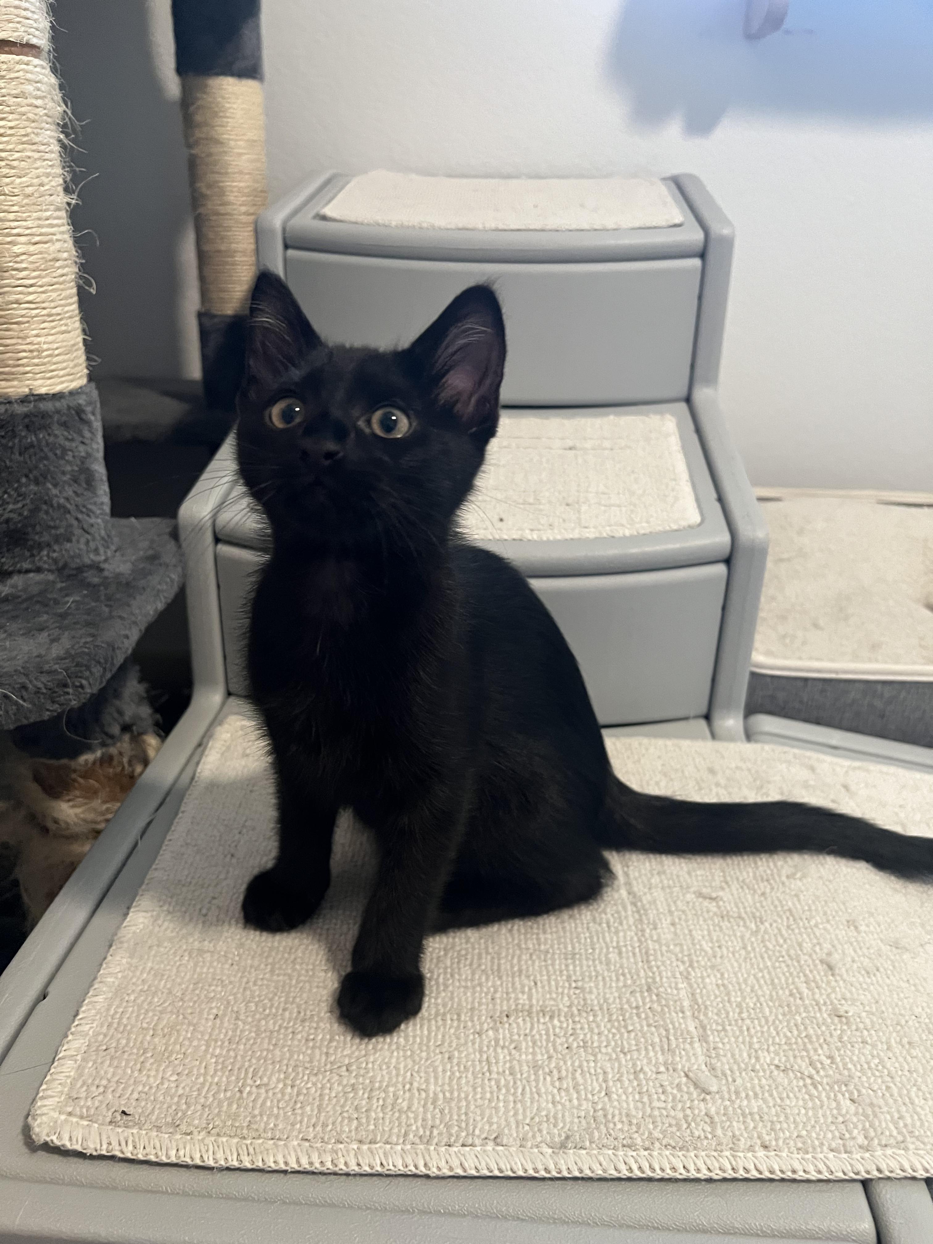 Patrick, a Adoptable Domestic Short Hair in Queen Creek, AZ image 6/6