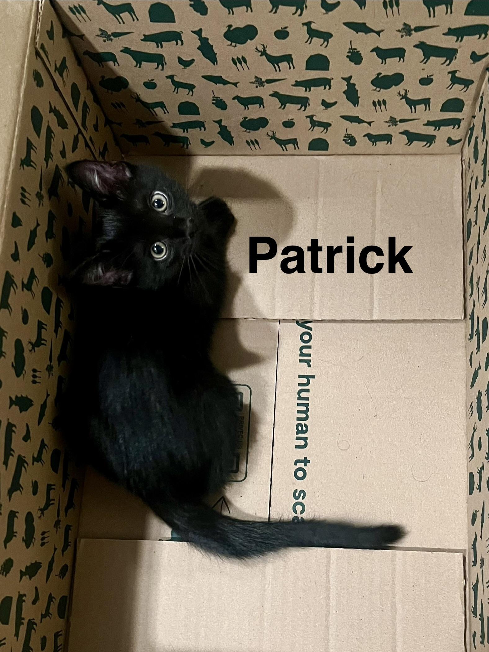Patrick, a Adoptable Domestic Short Hair in Queen Creek, AZ image 1/6