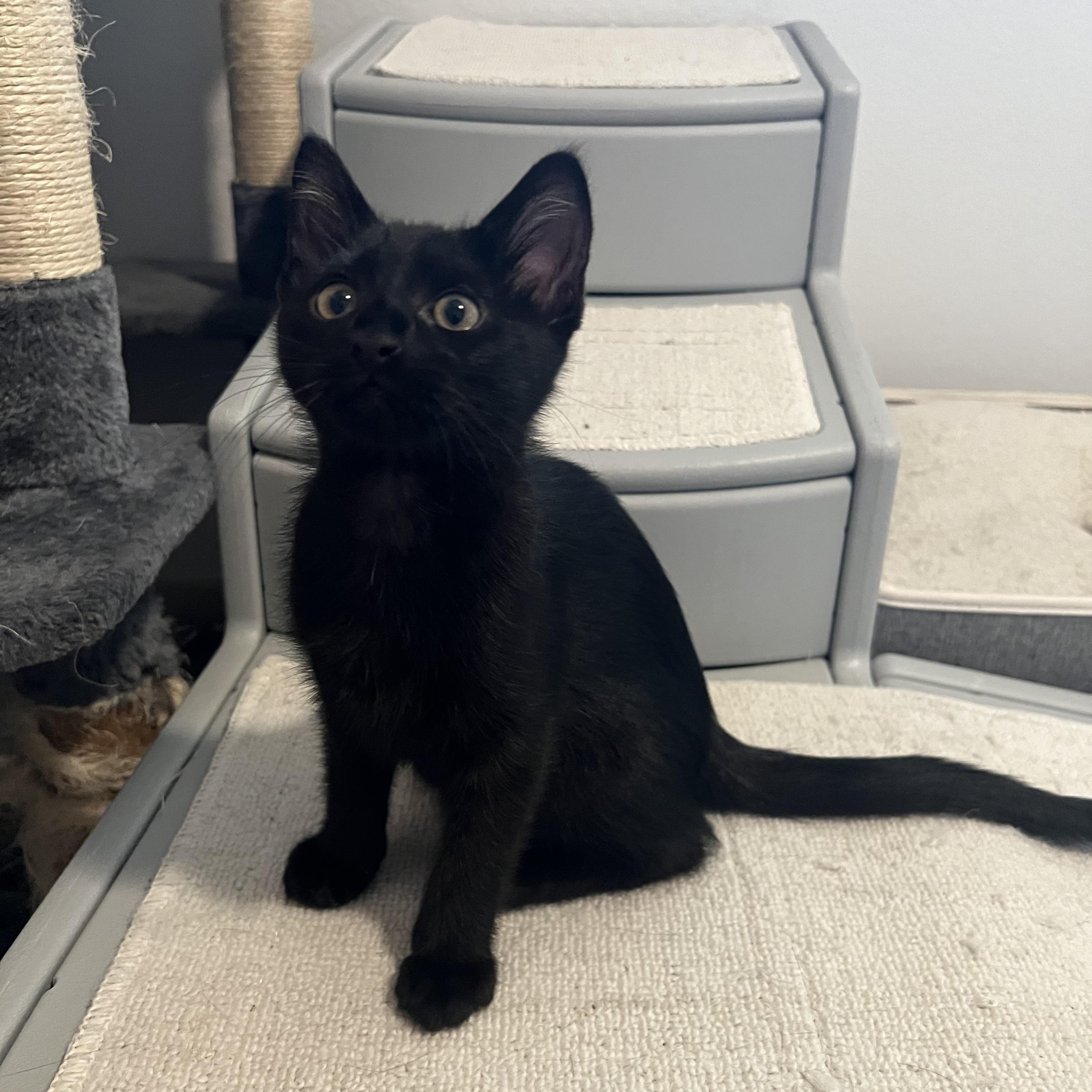 Patrick, Adoptable, Kitten Male Domestic Short Hair.