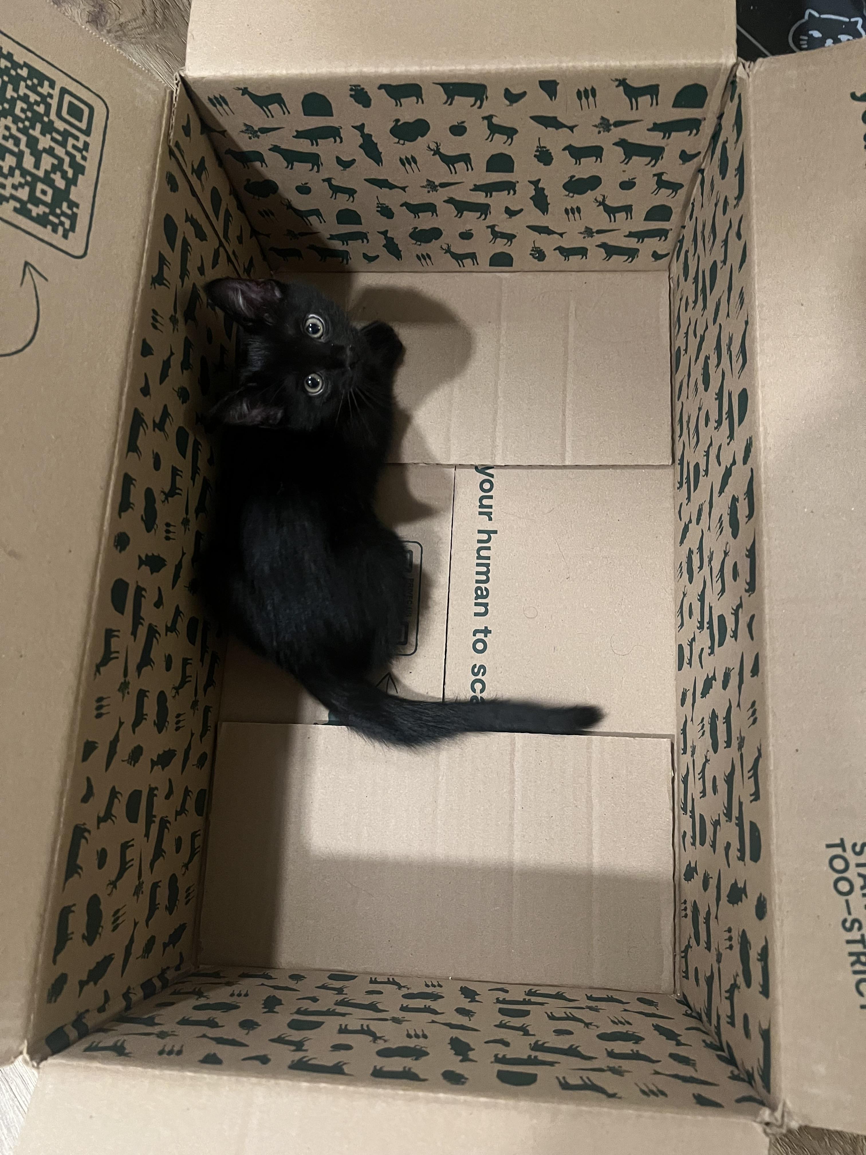Patrick, a Adoptable Domestic Short Hair in Queen Creek, AZ image 3/6