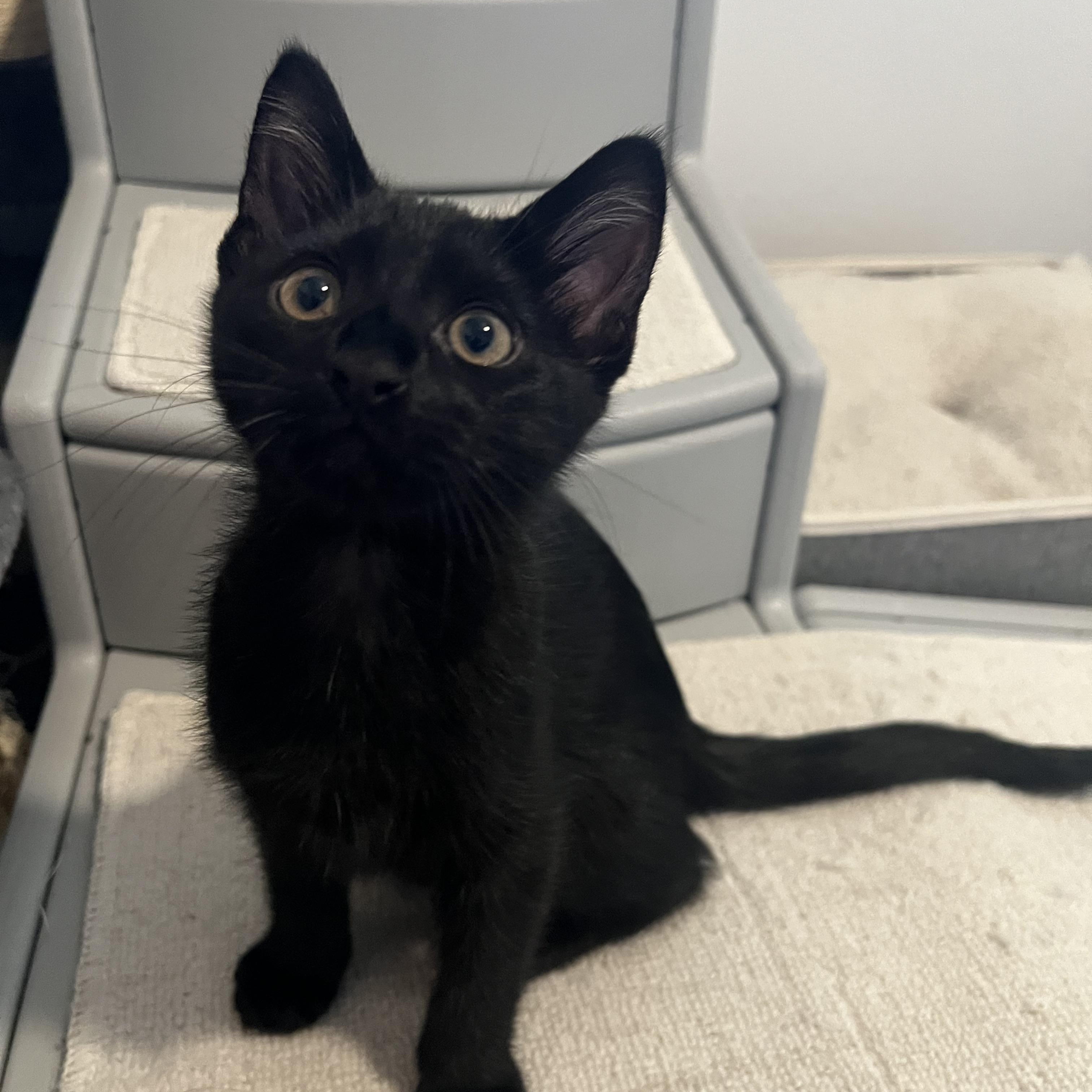 Patrick, a Adoptable Domestic Short Hair in Queen Creek, AZ image 5/6