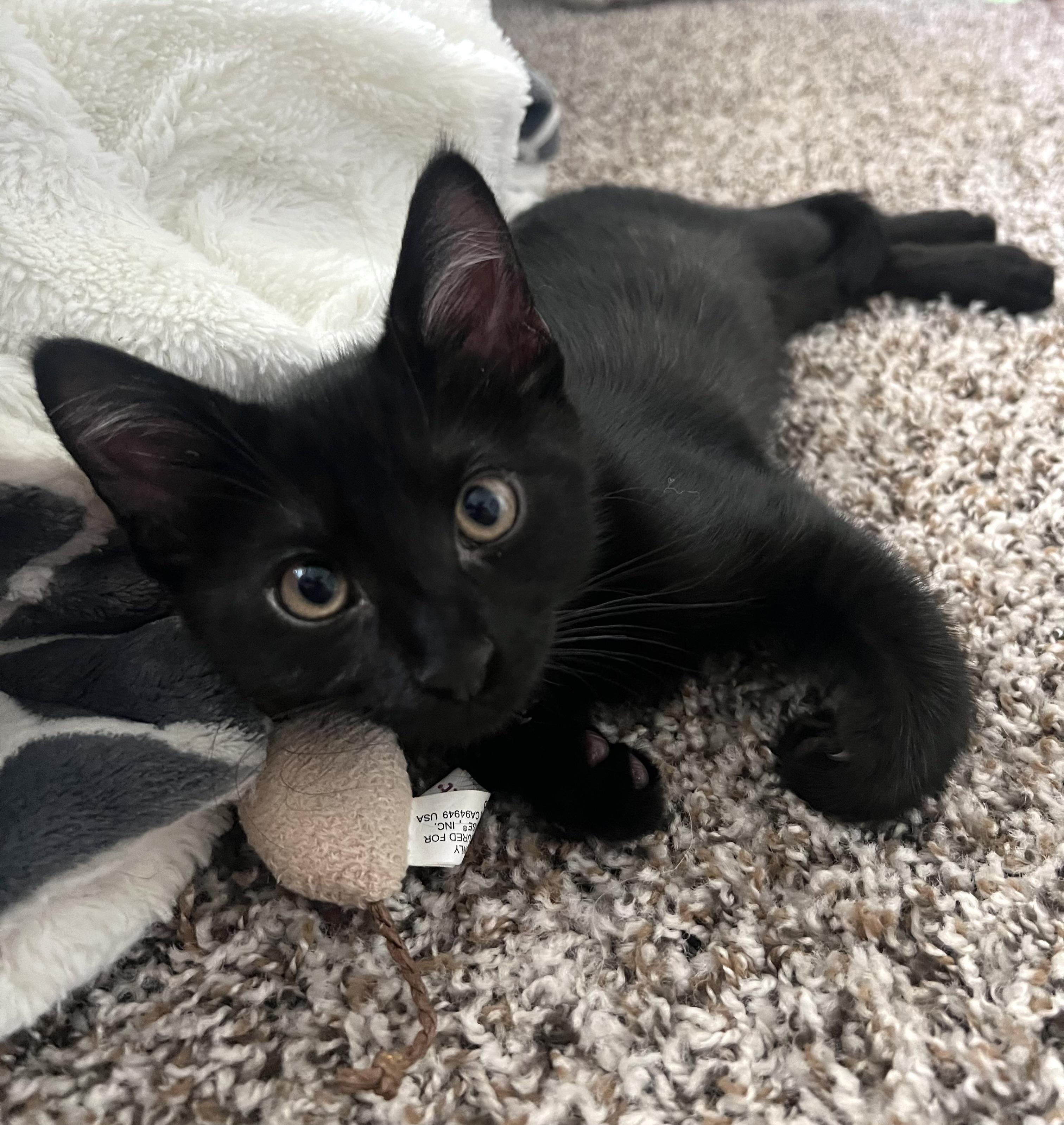 Patrick, a Adoptable Domestic Short Hair in Queen Creek, AZ image 4/6
