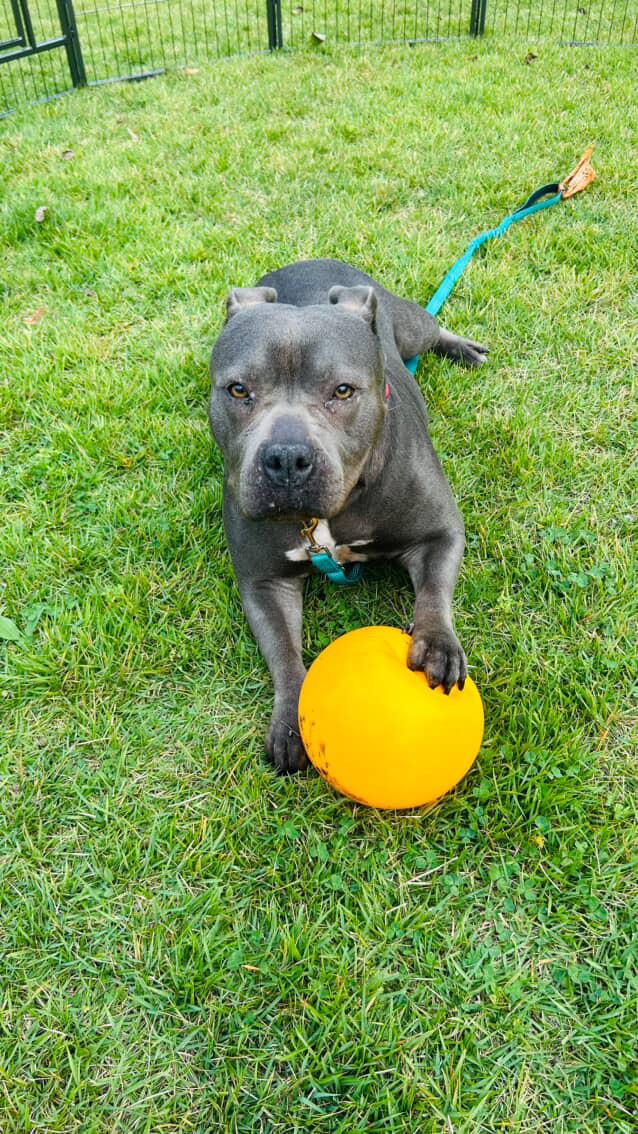 Enlarge Sheba, a ADOPTABLE mixed breed in Cresco, PA image 1/6