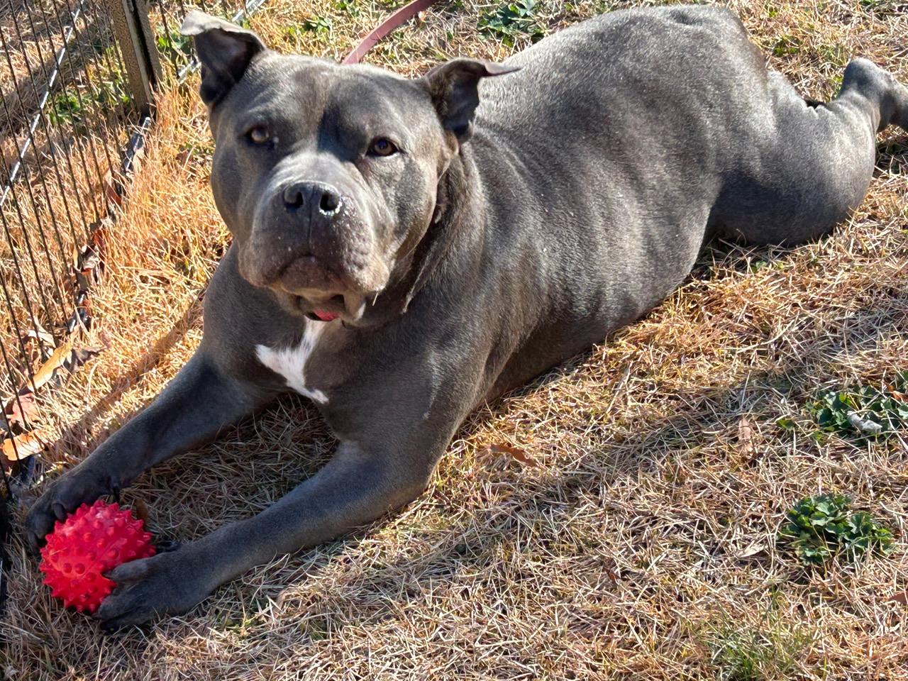 Enlarge Sheba, a ADOPTABLE mixed breed in Cresco, PA image 6/6