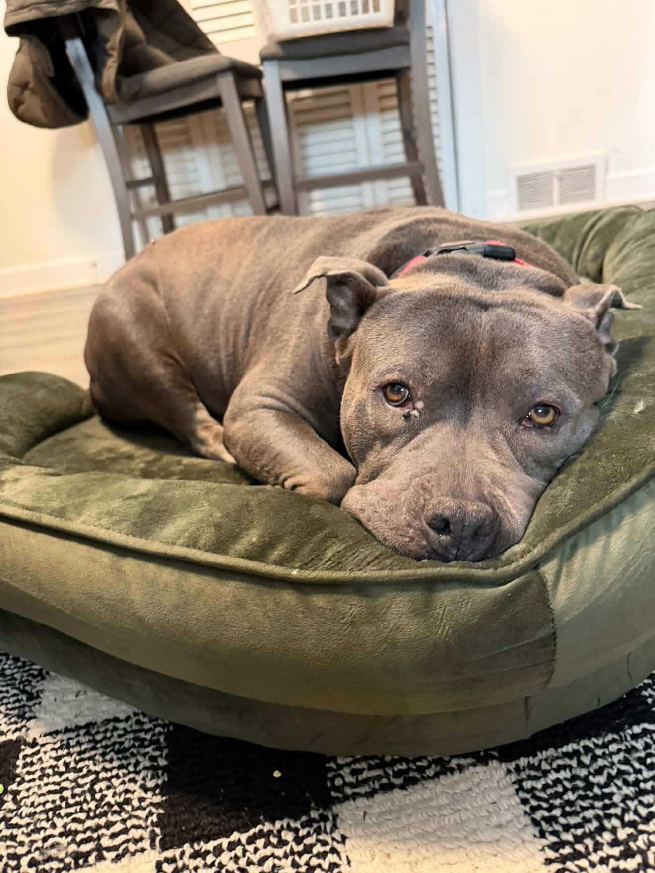 Enlarge Sheba, a ADOPTABLE mixed breed in Cresco, PA image 4/6