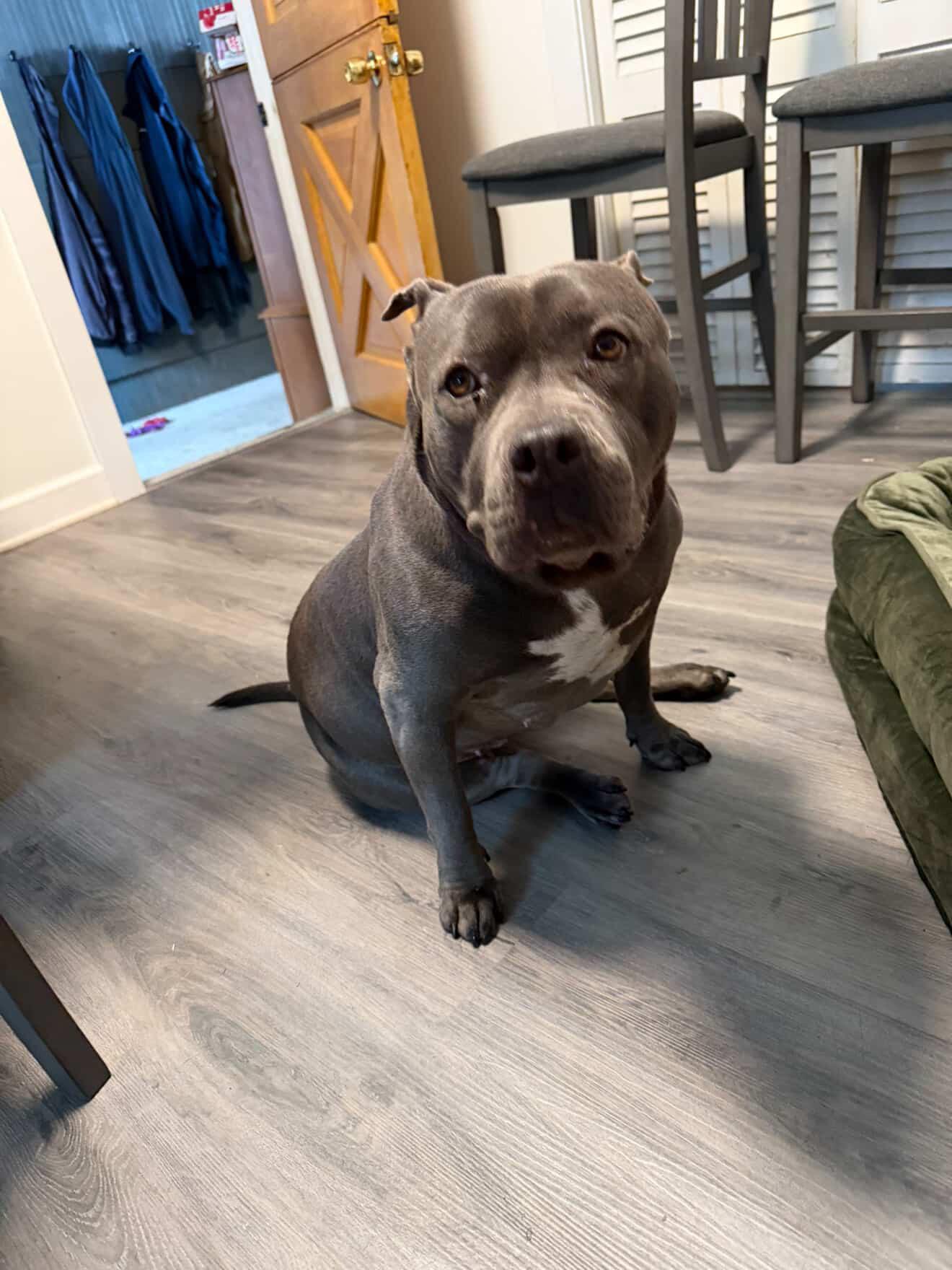 Enlarge Sheba, a ADOPTABLE mixed breed in Cresco, PA image 5/6