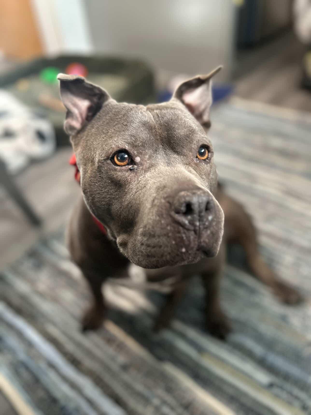 Enlarge Sheba, a ADOPTABLE mixed breed in Cresco, PA image 3/6