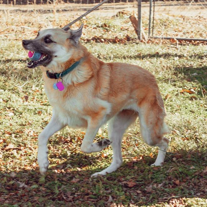 River, Adoptable, Adult Female German Shepherd Dog.
