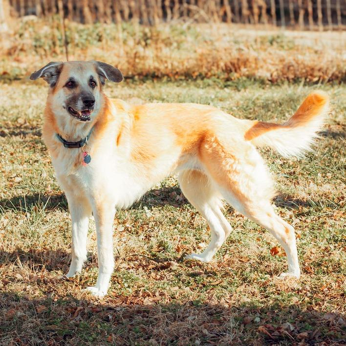 River, a Adoptable German Shepherd Dog in Wichita, KS image 2/6