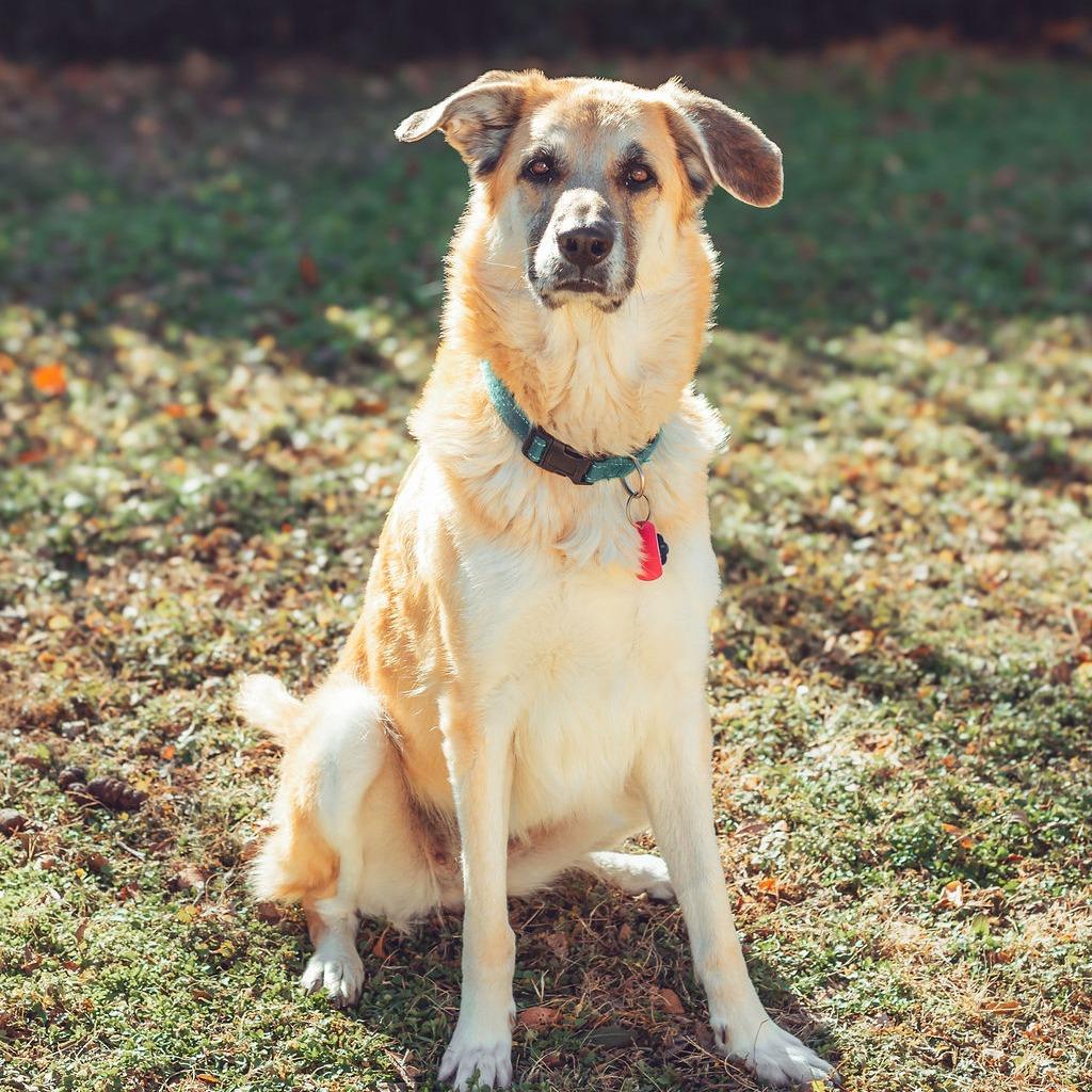 River, a Adoptable German Shepherd Dog in Wichita, KS image 4/6