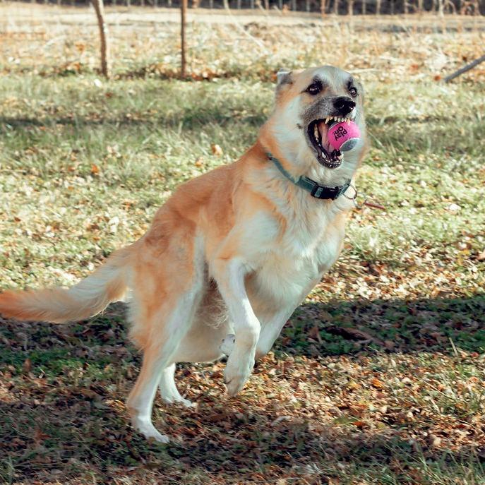 River, a Adoptable German Shepherd Dog in Wichita, KS image 5/6