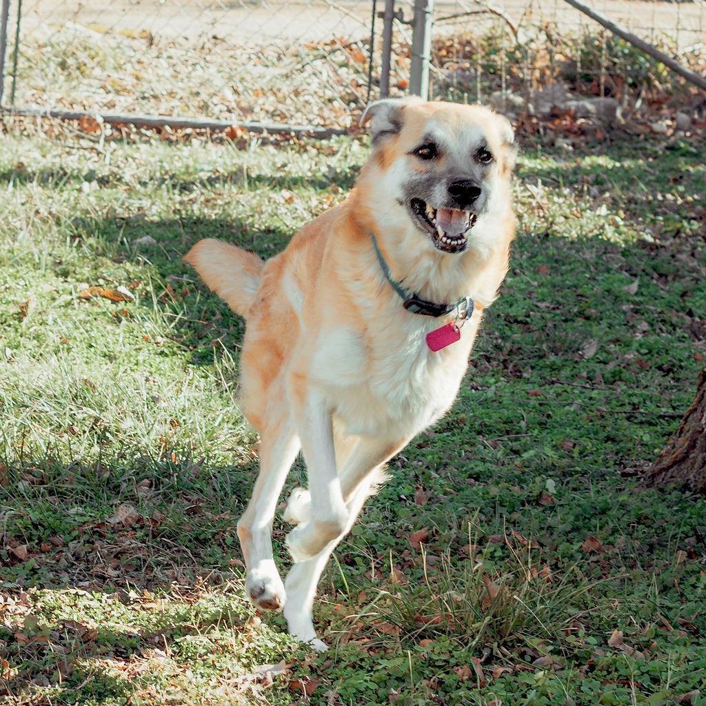 River, a Adoptable German Shepherd Dog in Wichita, KS image 6/6