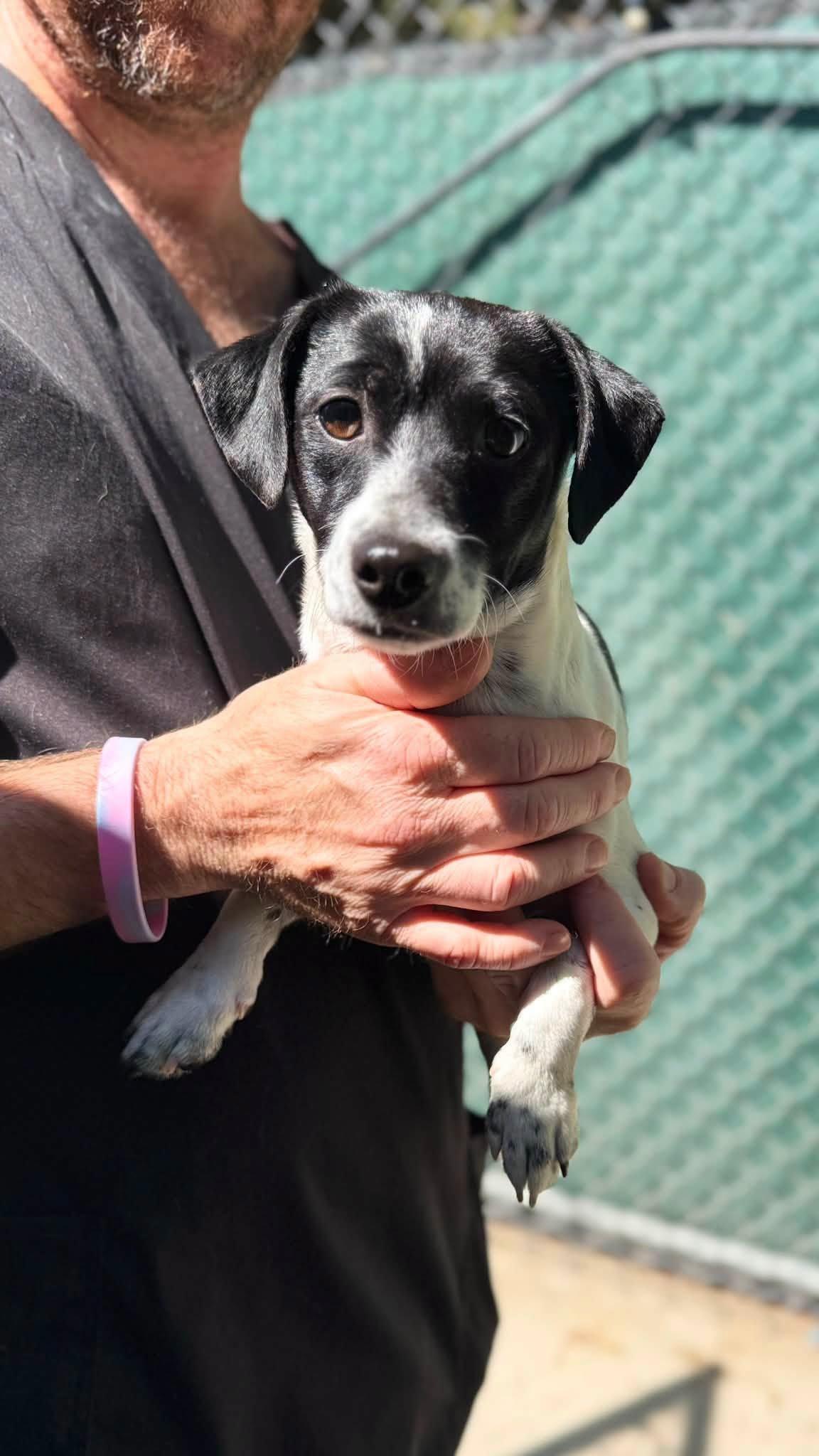 Enlarge Truffles, an adopted mixed breed in Gardnerville, NV image 1/1