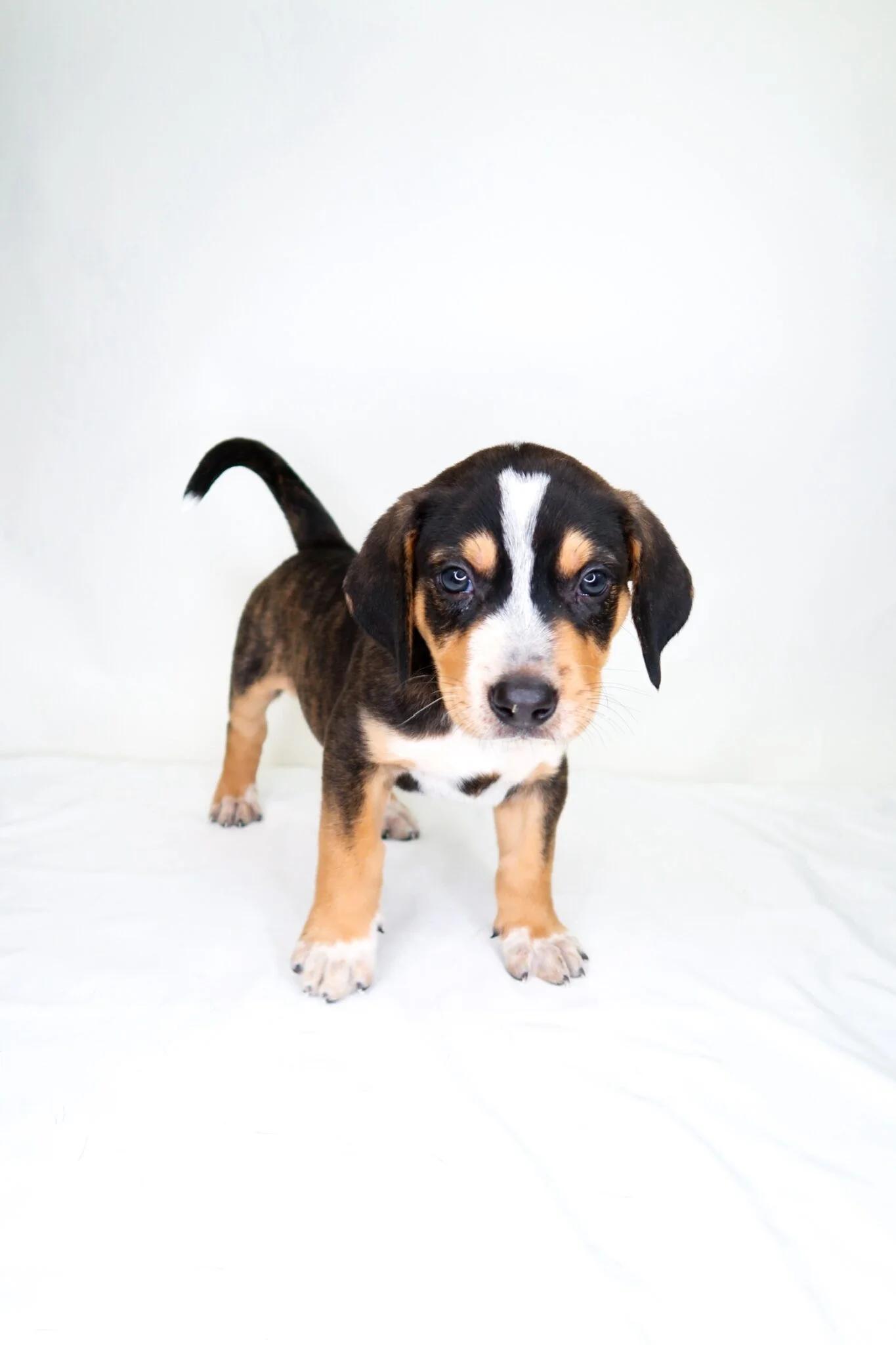 Tyrion, a Adoptable mixed breed in Bixby, OK image 2/4