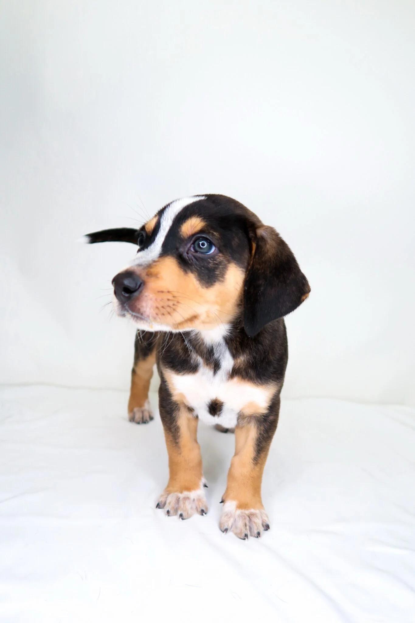 Tyrion, a Adoptable mixed breed in Bixby, OK image 3/4