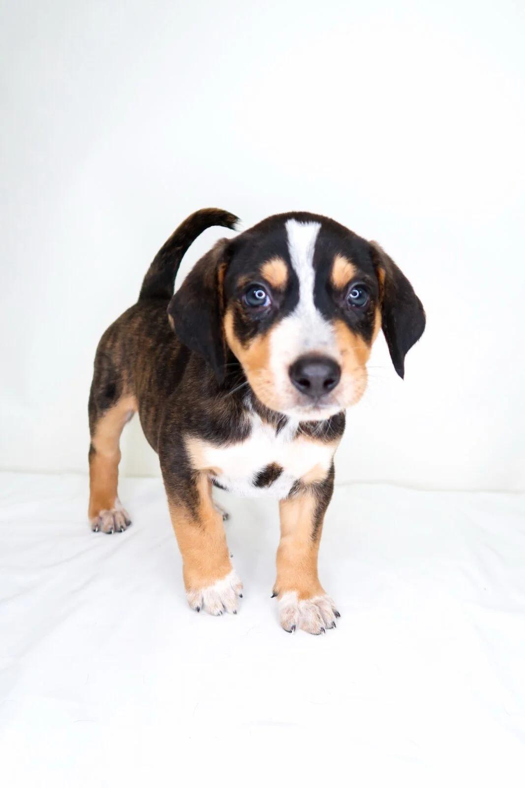 Tyrion, a Adoptable mixed breed in Bixby, OK image 4/4