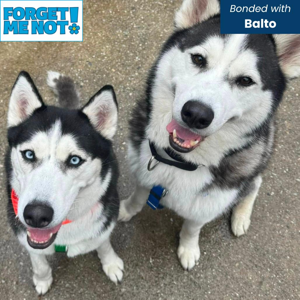 Tuna Luna, Adoptable, Adult Female Siberian Husky.
