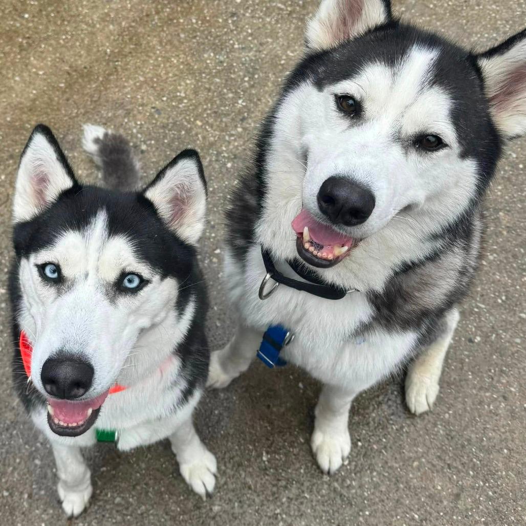 Enlarge Tuna Luna, a Adoptable Siberian Husky in Baltimore, MD image 2/4