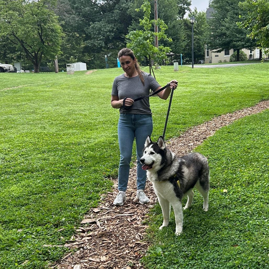 Enlarge Tuna Luna, a Adoptable Siberian Husky in Baltimore, MD image 3/4