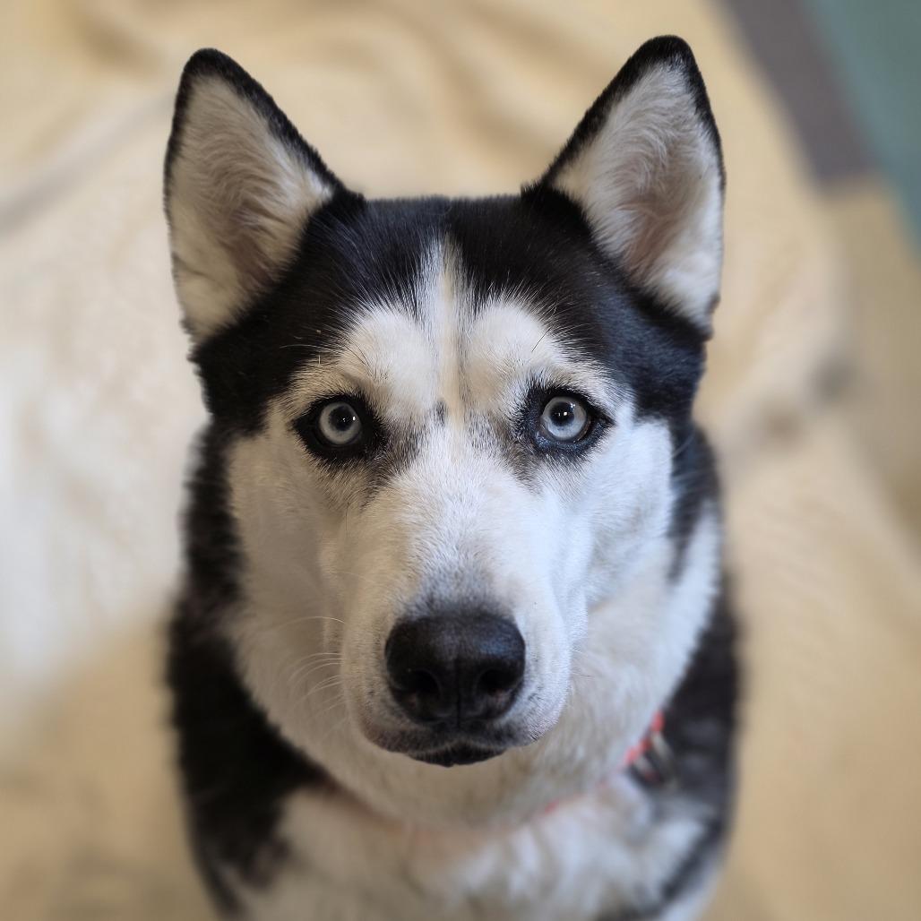 Enlarge Tuna Luna, a Adoptable Siberian Husky in Baltimore, MD image 4/4