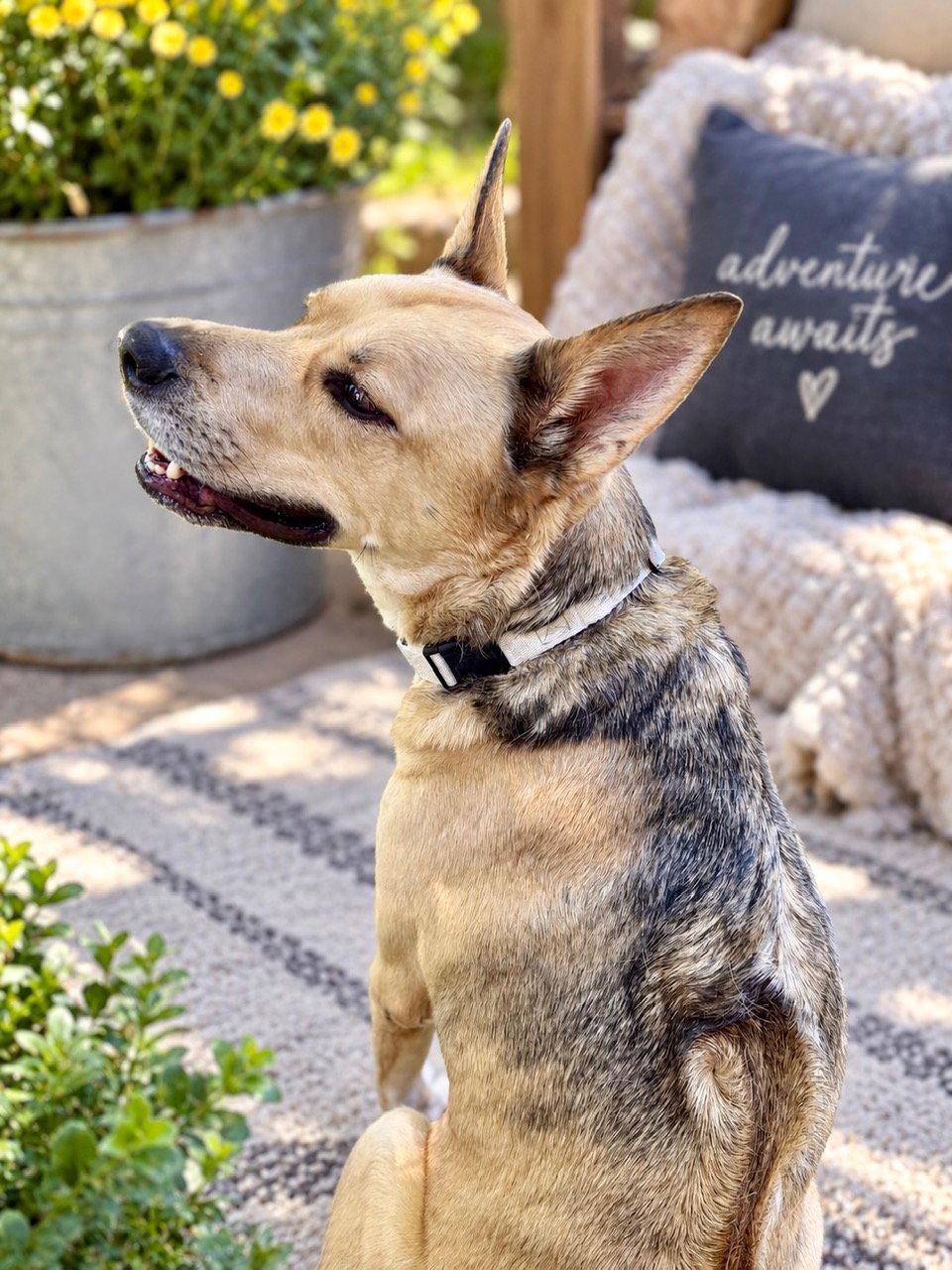 Mortey, Adoptable, Adult Male Husky & Rhodesian Ridgeback.