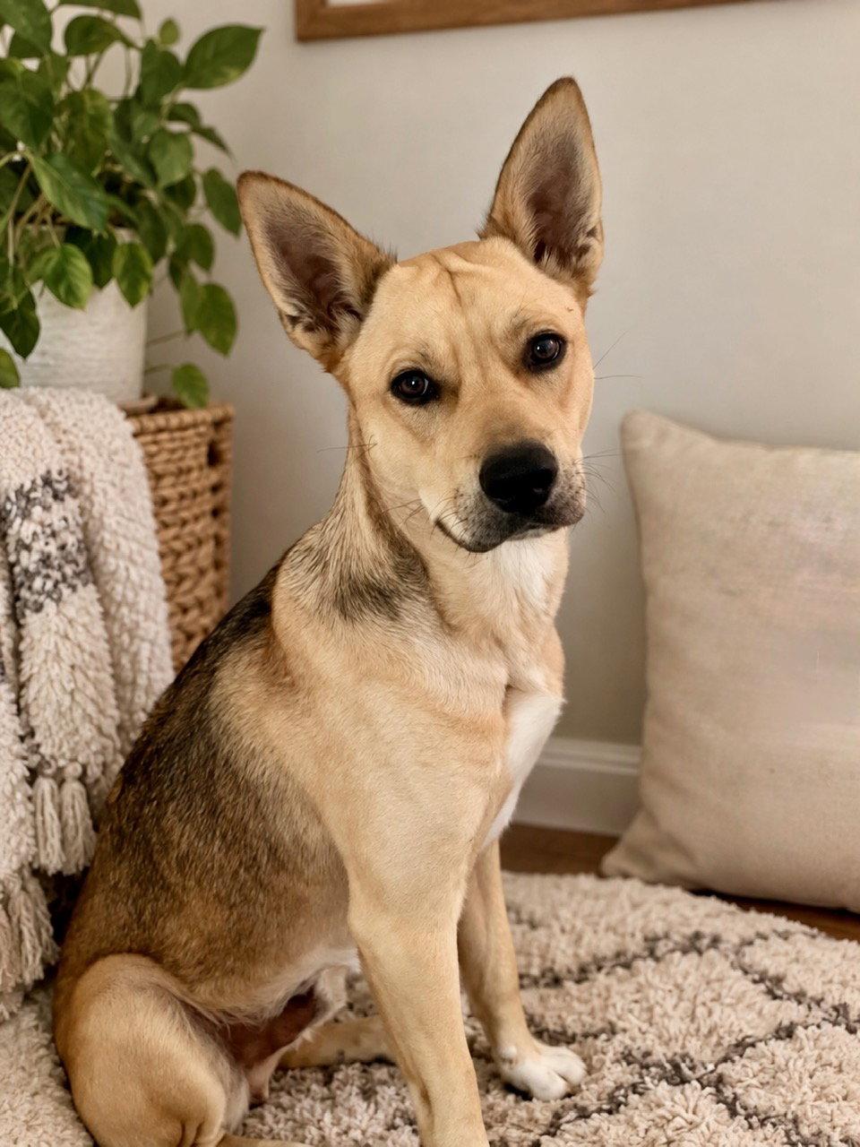 Enlarge Mortey, a Adoptable mixed breed in Salt Lake City, UT image 2/3