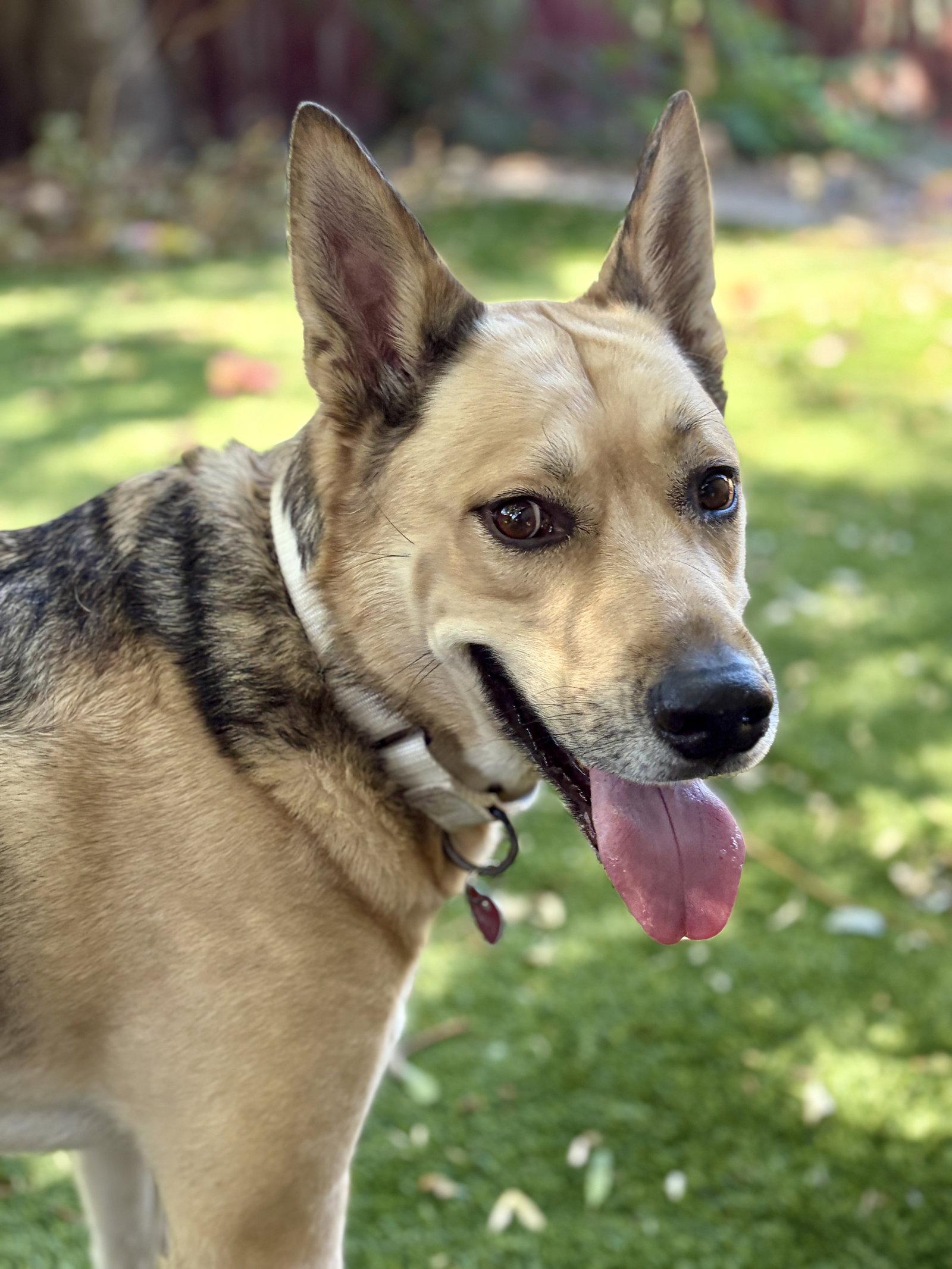 Enlarge Mortey, a Adoptable mixed breed in Salt Lake City, UT image 3/3