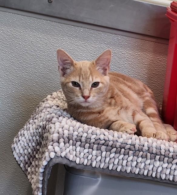 Enlarge Greg, an adopted Domestic Short Hair in Henrietta, TX image 2/3