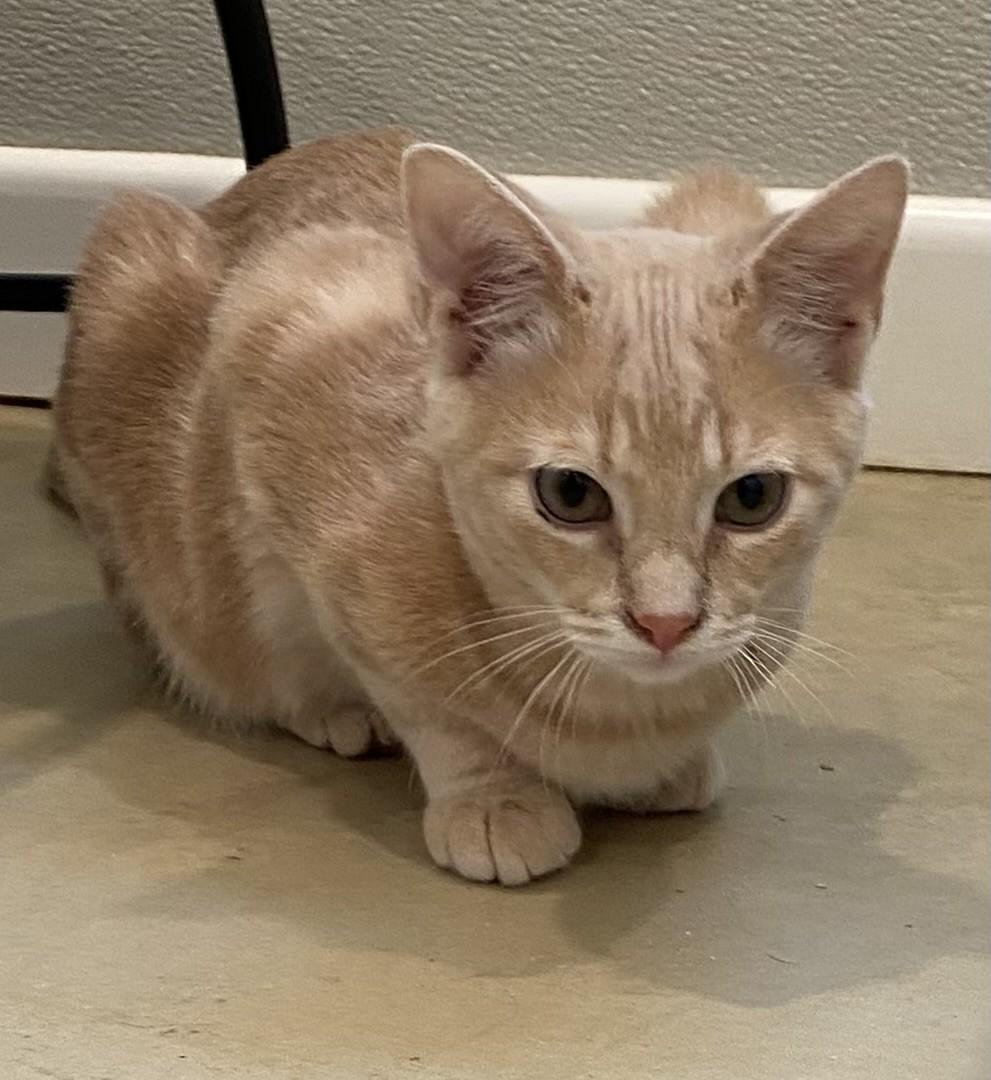 Enlarge Greg, an adopted Domestic Short Hair in Henrietta, TX image 1/3