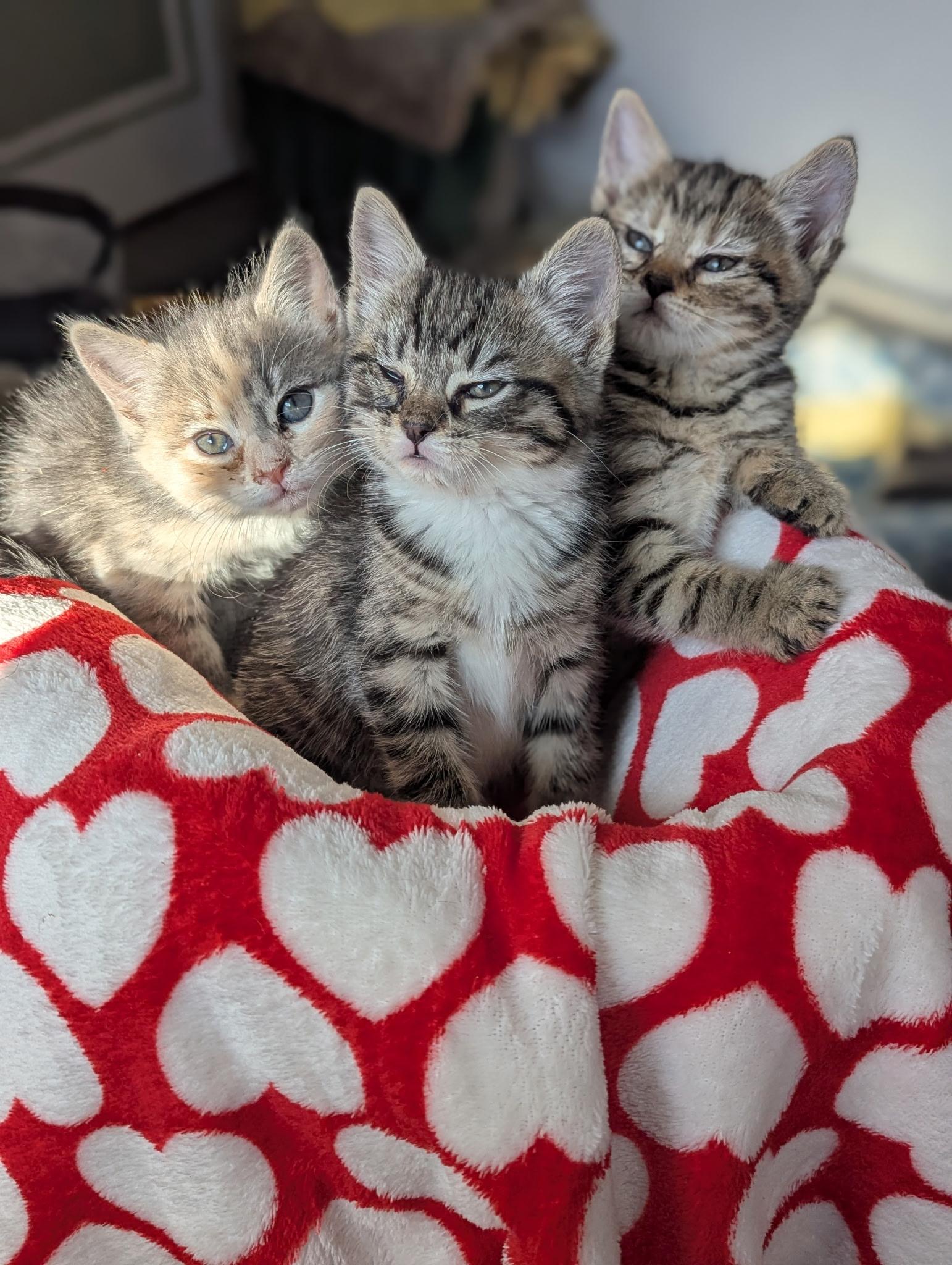 Enlarge Winston, an adopted Domestic Short Hair in Morristown, NJ image 2/5