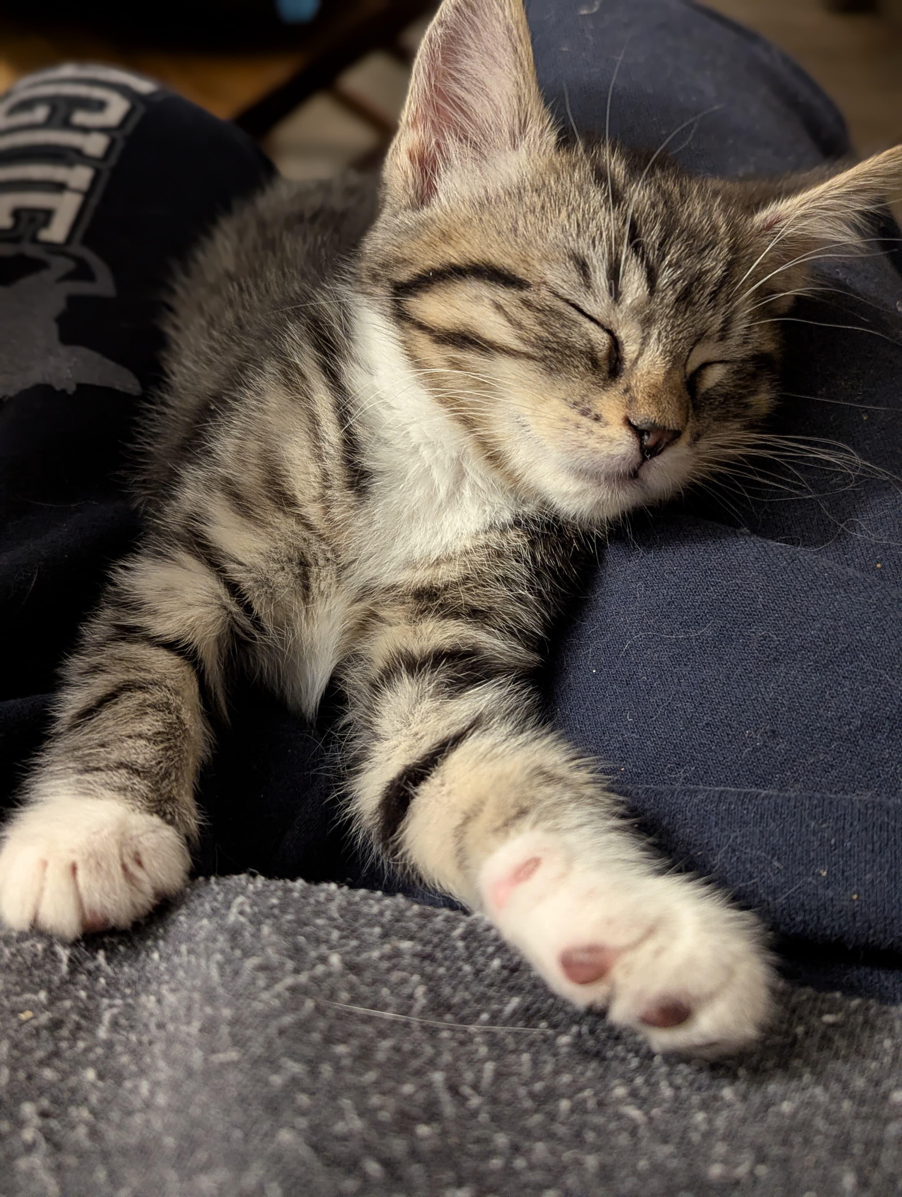 Enlarge Winston, an adopted Domestic Short Hair in Morristown, NJ image 3/5