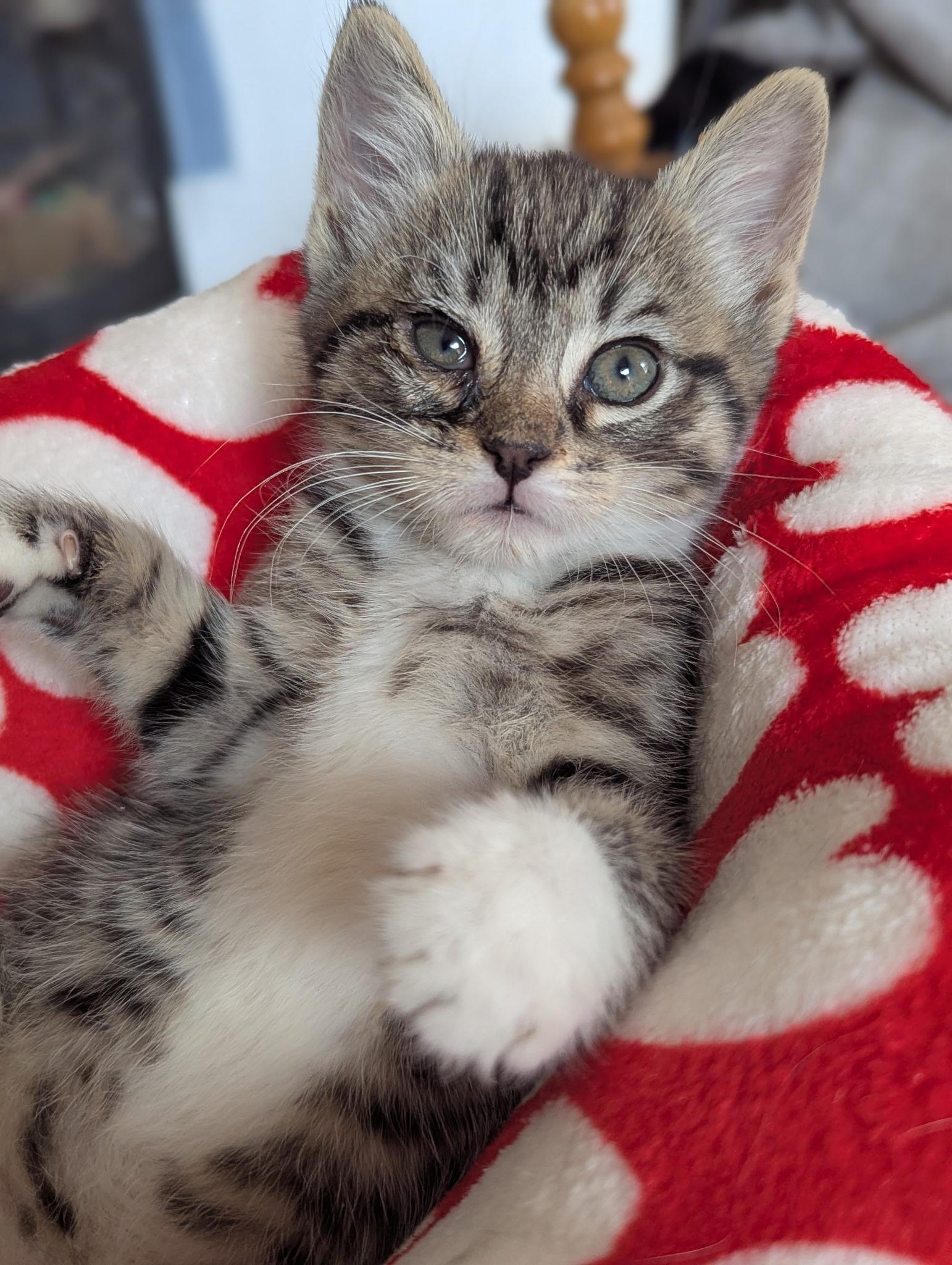 Enlarge Winston, an adopted Domestic Short Hair in Morristown, NJ image 1/5