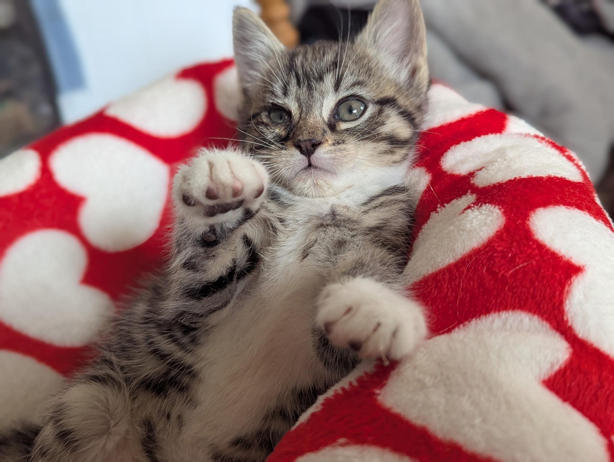 Enlarge Winston, an adopted Domestic Short Hair in Morristown, NJ image 4/5