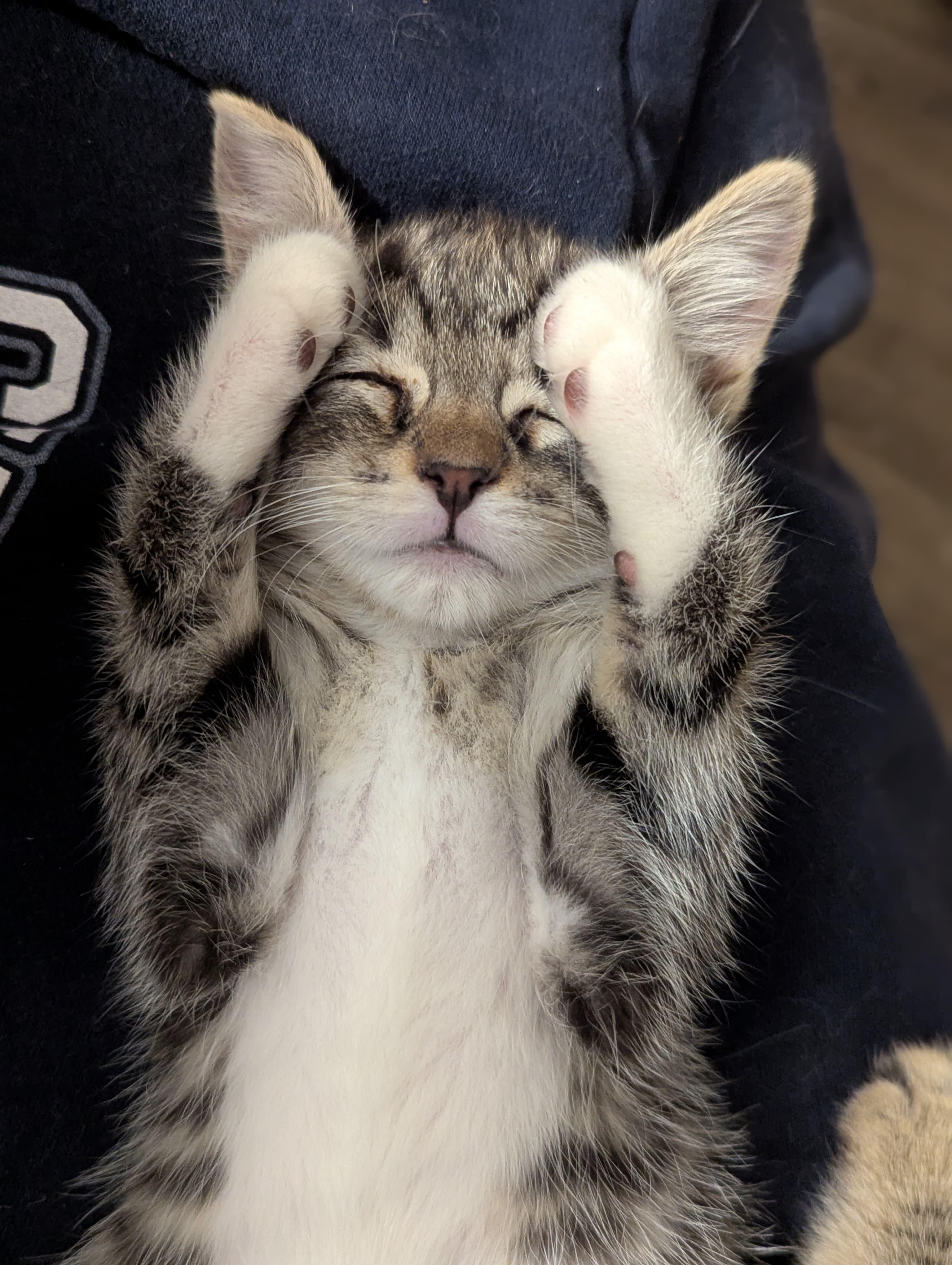 Enlarge Winston, an adopted Domestic Short Hair in Morristown, NJ image 5/5