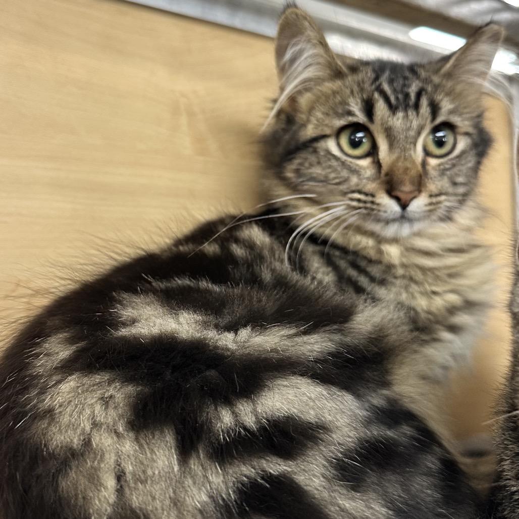 Chanel No. 5, Adoptable, Kitten Female Domestic Long Hair.