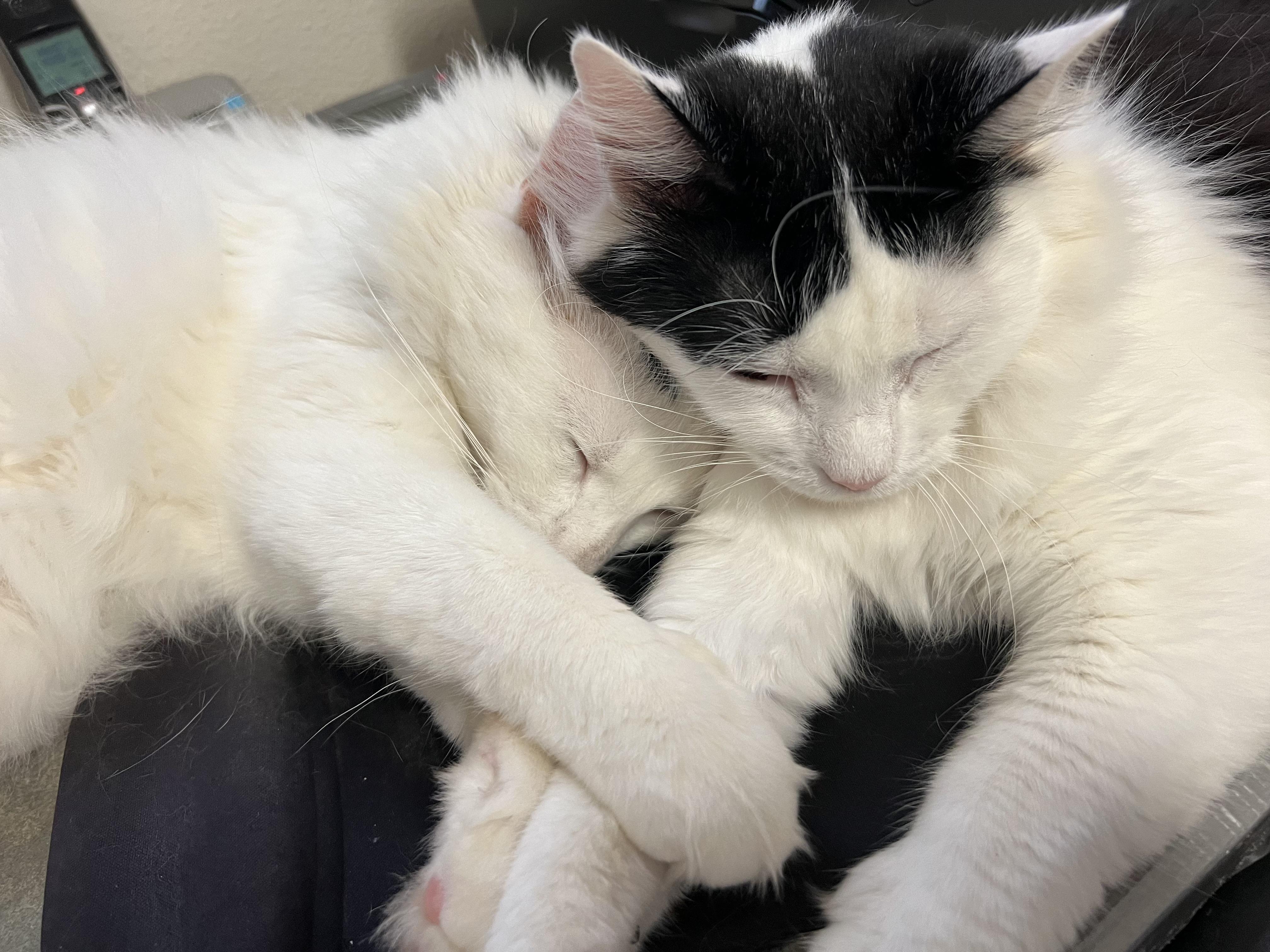 Enlarge Sissy, a Adoptable Domestic Medium Hair in Keller, TX image 3/3