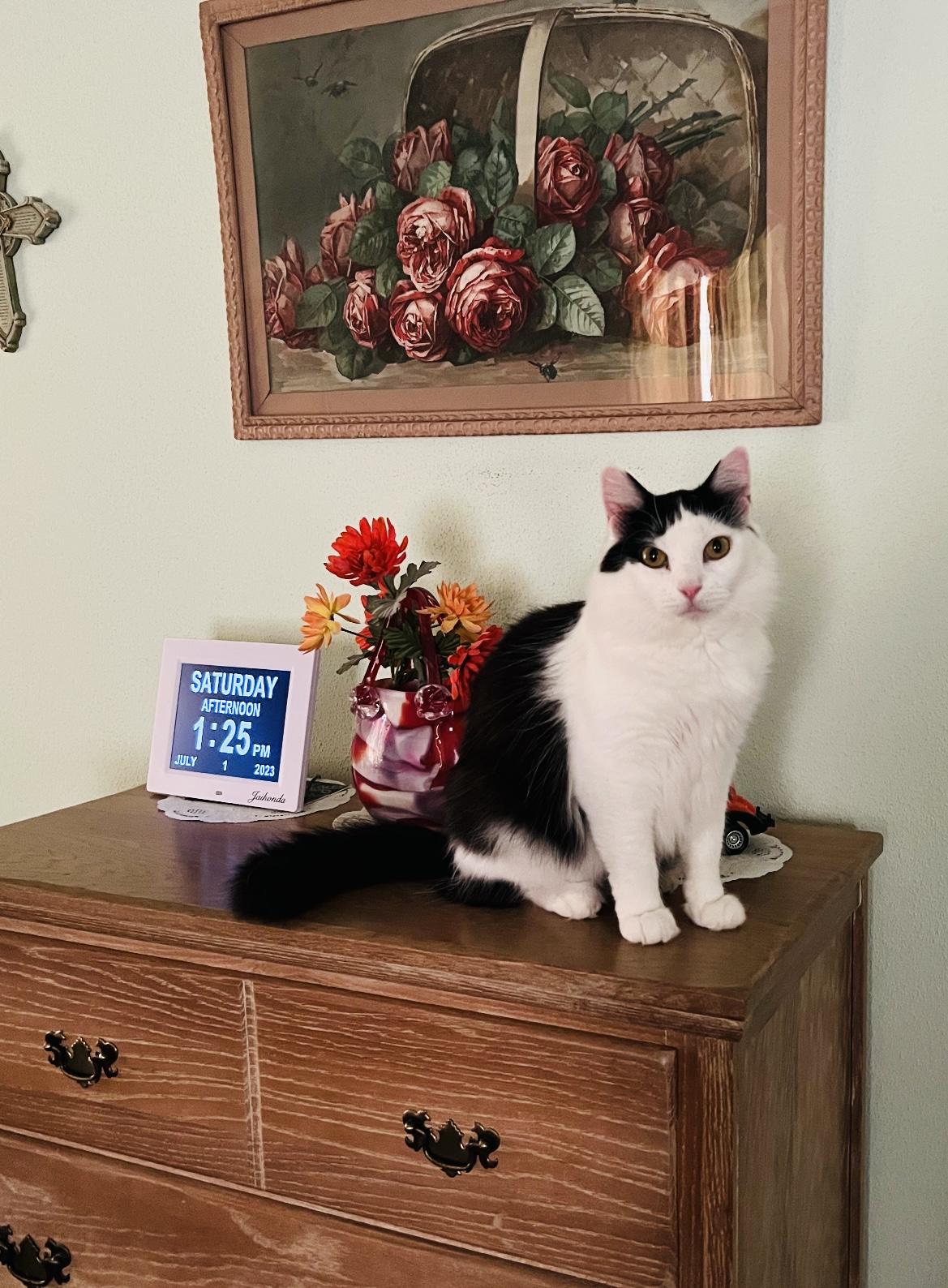 Enlarge Sissy, a Adoptable Domestic Medium Hair in Keller, TX image 2/3
