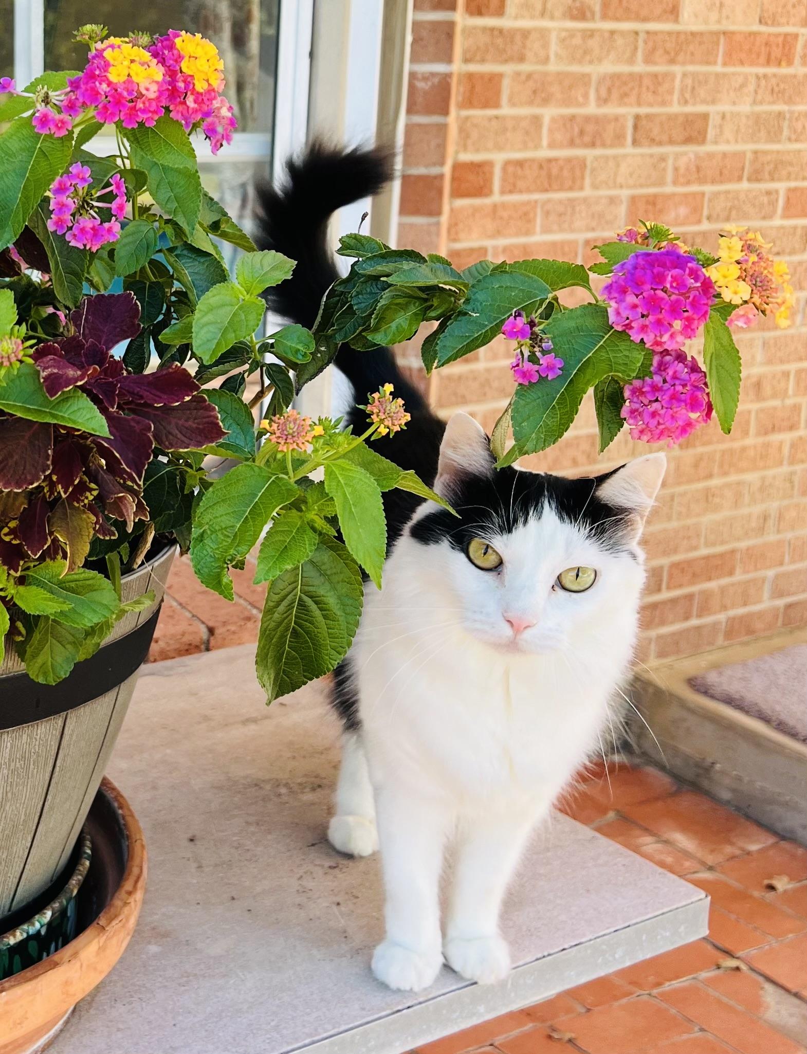 Sissy, Adoptable, Young Female Domestic Medium Hair.