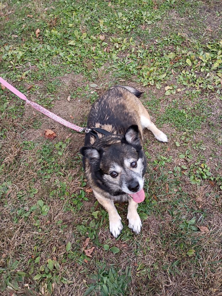 Enlarge Khloe, a Adoptable mixed breed in Hyde Park, NY image 1/1