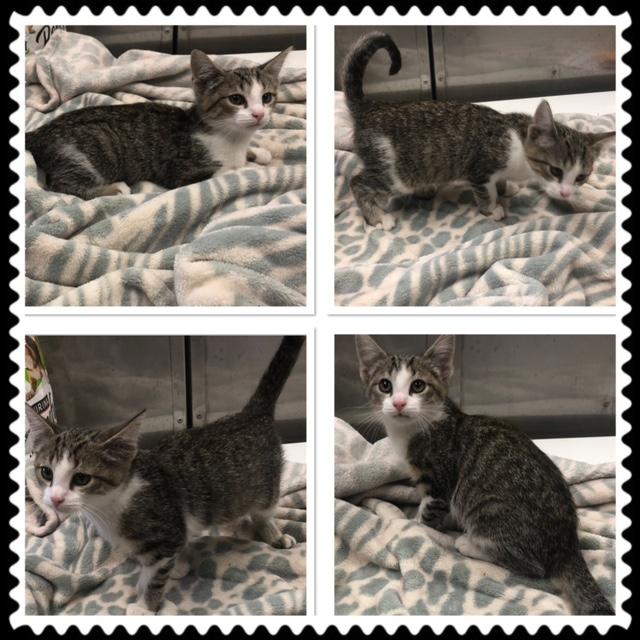 Enlarge EDMOND, a ADOPTABLE Domestic Short Hair in Buckhannon, WV image 1/1