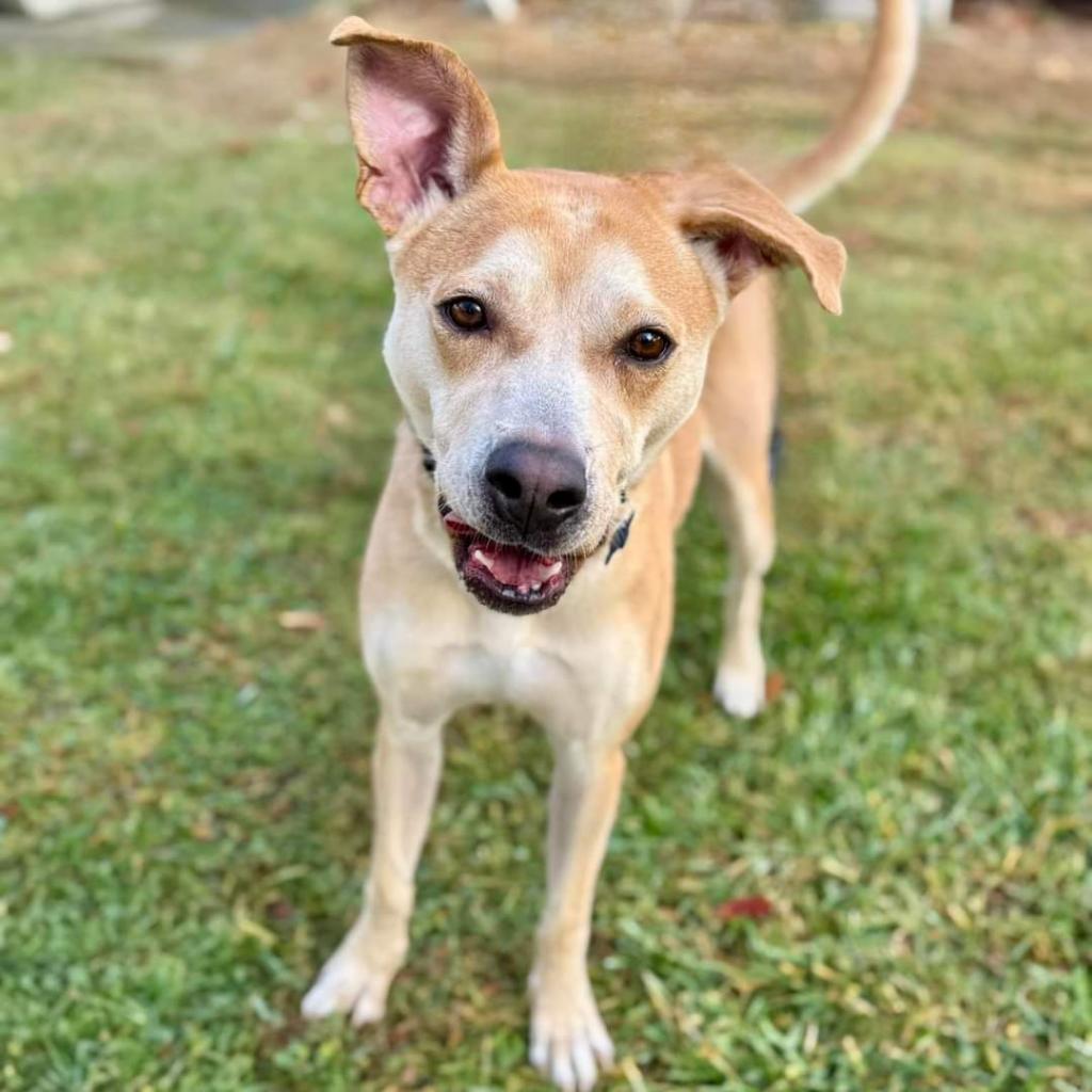 BamBam(C000-624) -*By Appointment*, Adoptable, Adult Male Labrador Retriever.